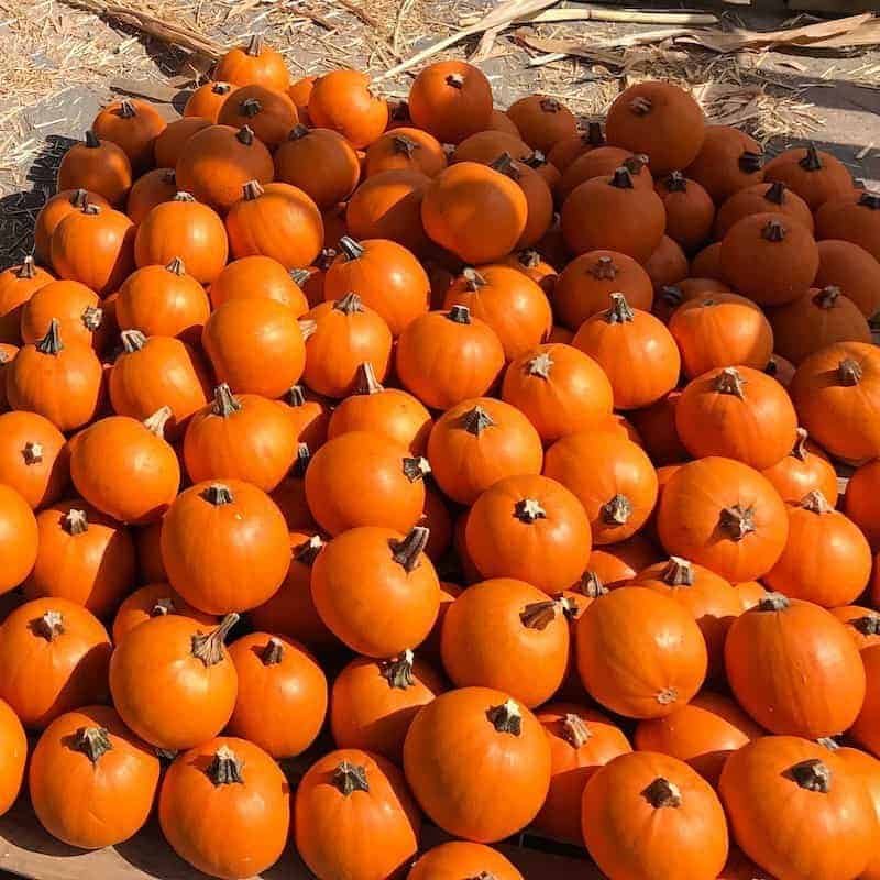 fun family friendly halloween activities in boca raton and palm beach county with carnival rides, dress up, pumpkin carving, and halloween treats