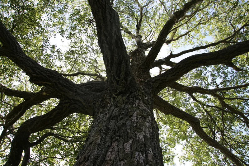 tree.jpg