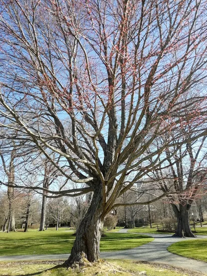more tree.jpg