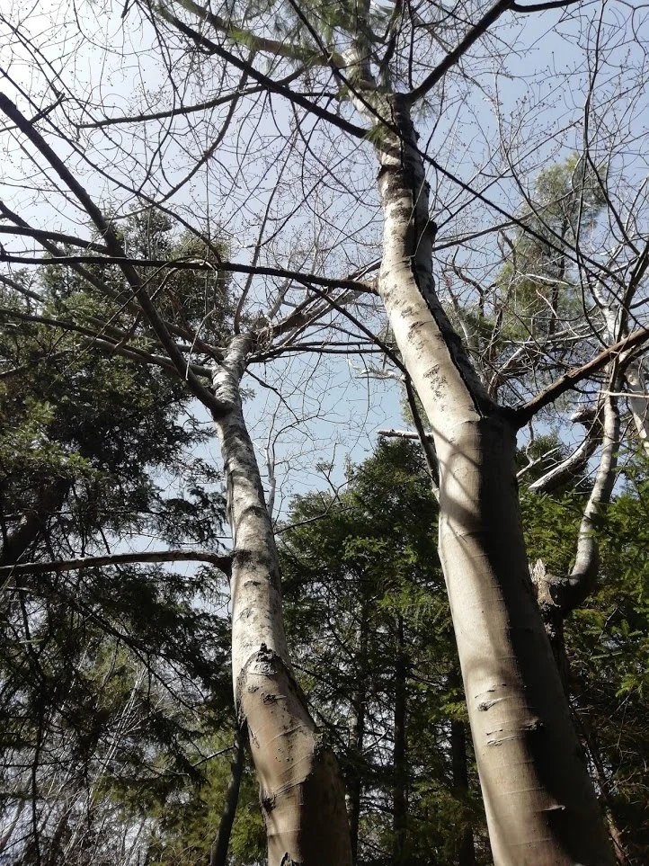 trees.jpg