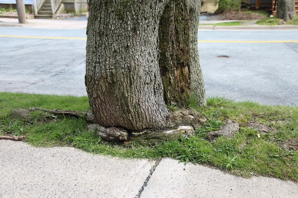 The Norway Maple Halifax Tree Project