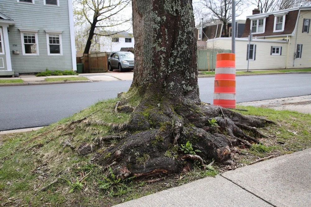 The Norway Maple Halifax Tree Project