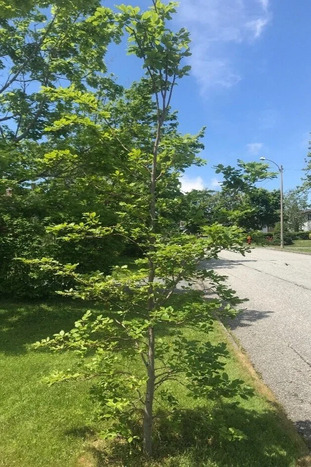 The European Beech Halifax Tree Project