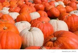 Atlanta Independent School Admissions: Treat #2