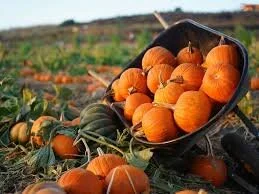 Atlanta Independent Schools: Treat #4: Compiling Your List