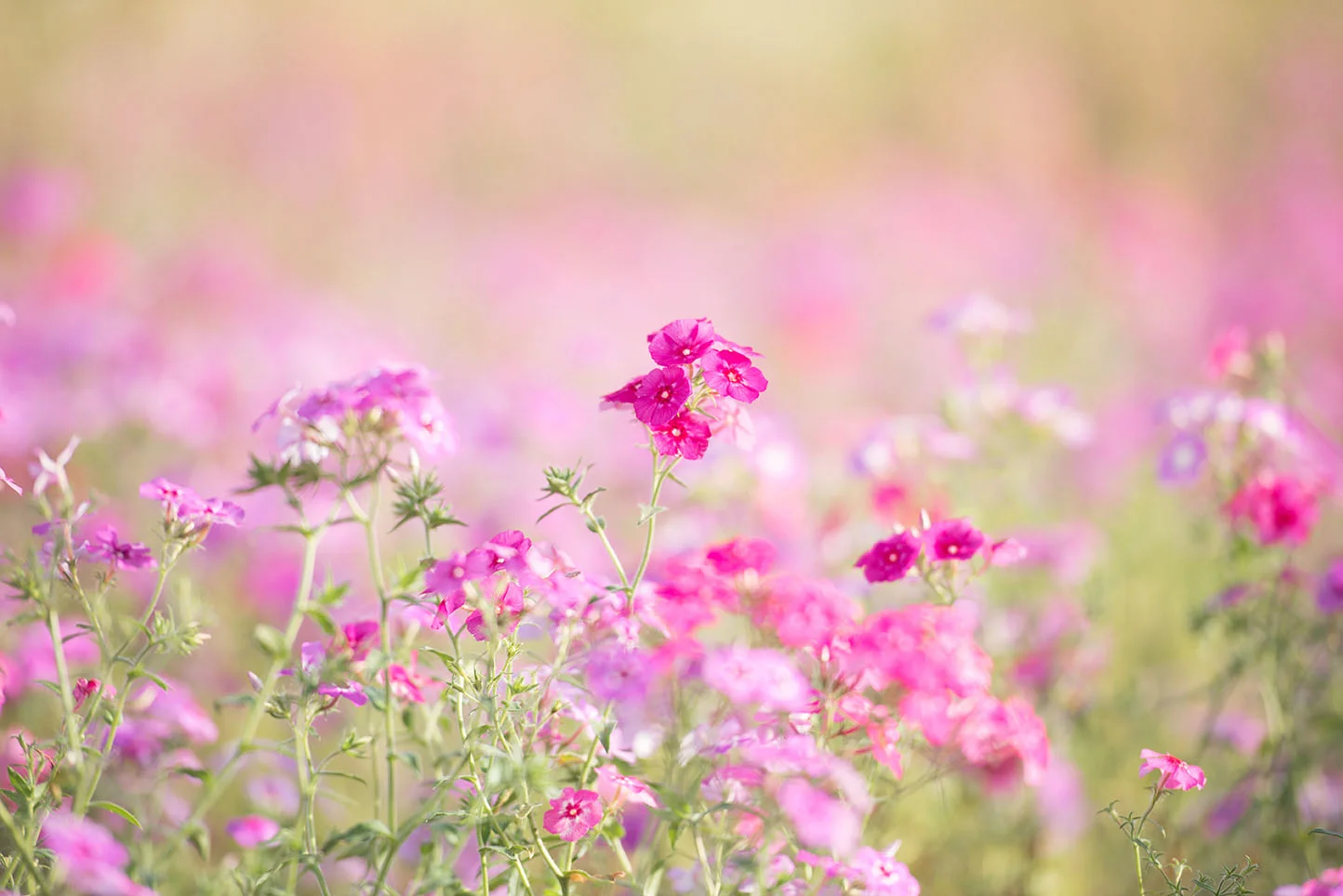 shutterstock_1078784324.jpg