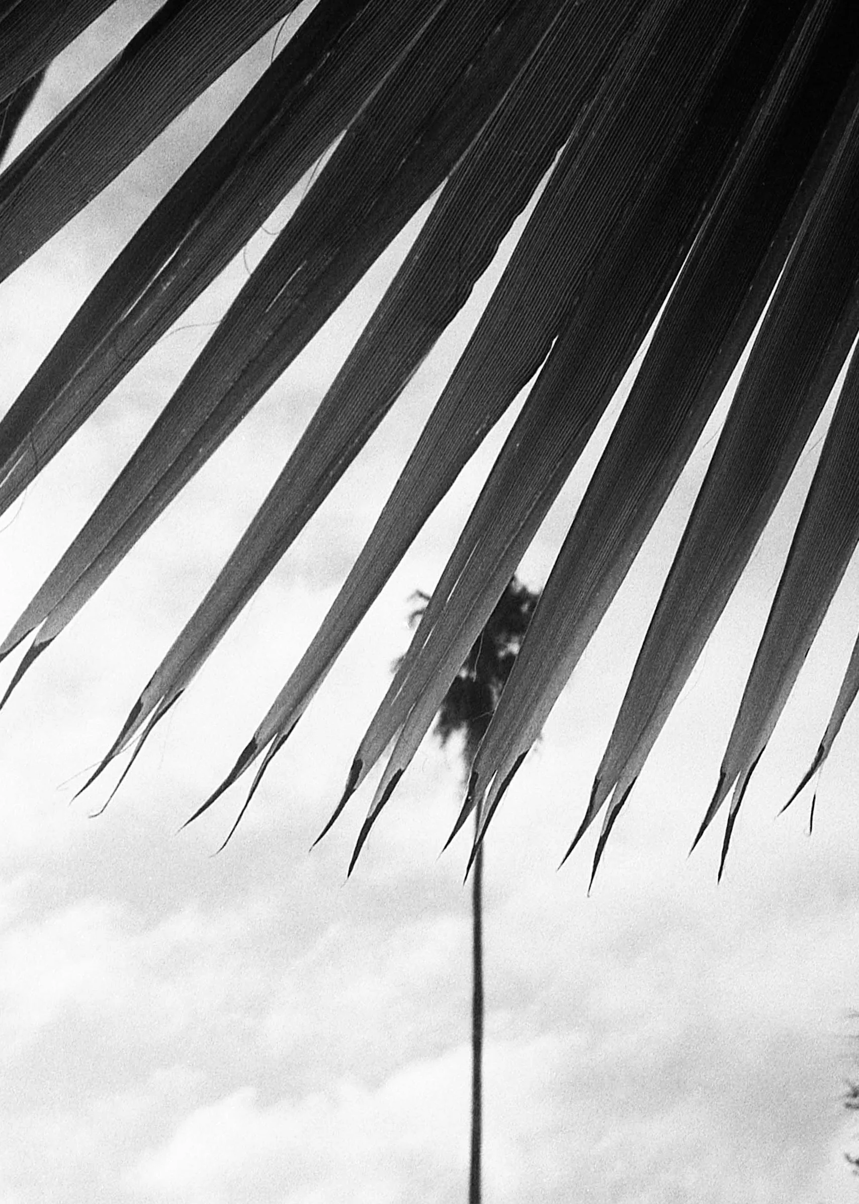 Davis Islands, FL / Olympus Mju2 Stylus Epic /  Fomapan200 / 9.14.18