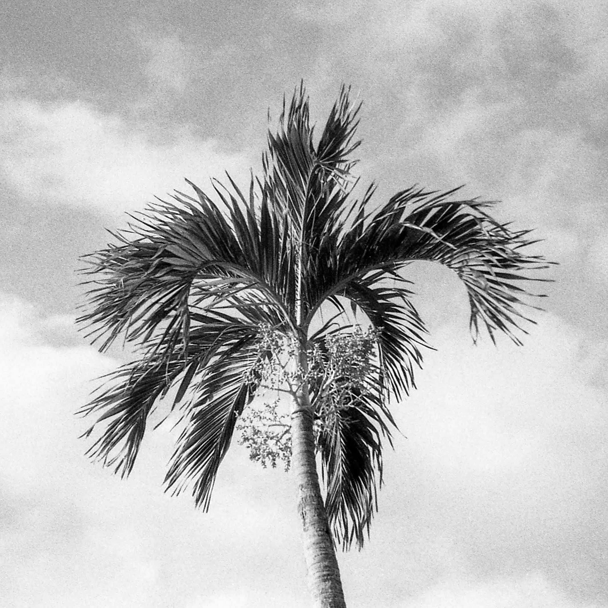 Davis Islands, FL / Olympus Mju2 Stylus Epic /  Fomapan200 / 9.14.18