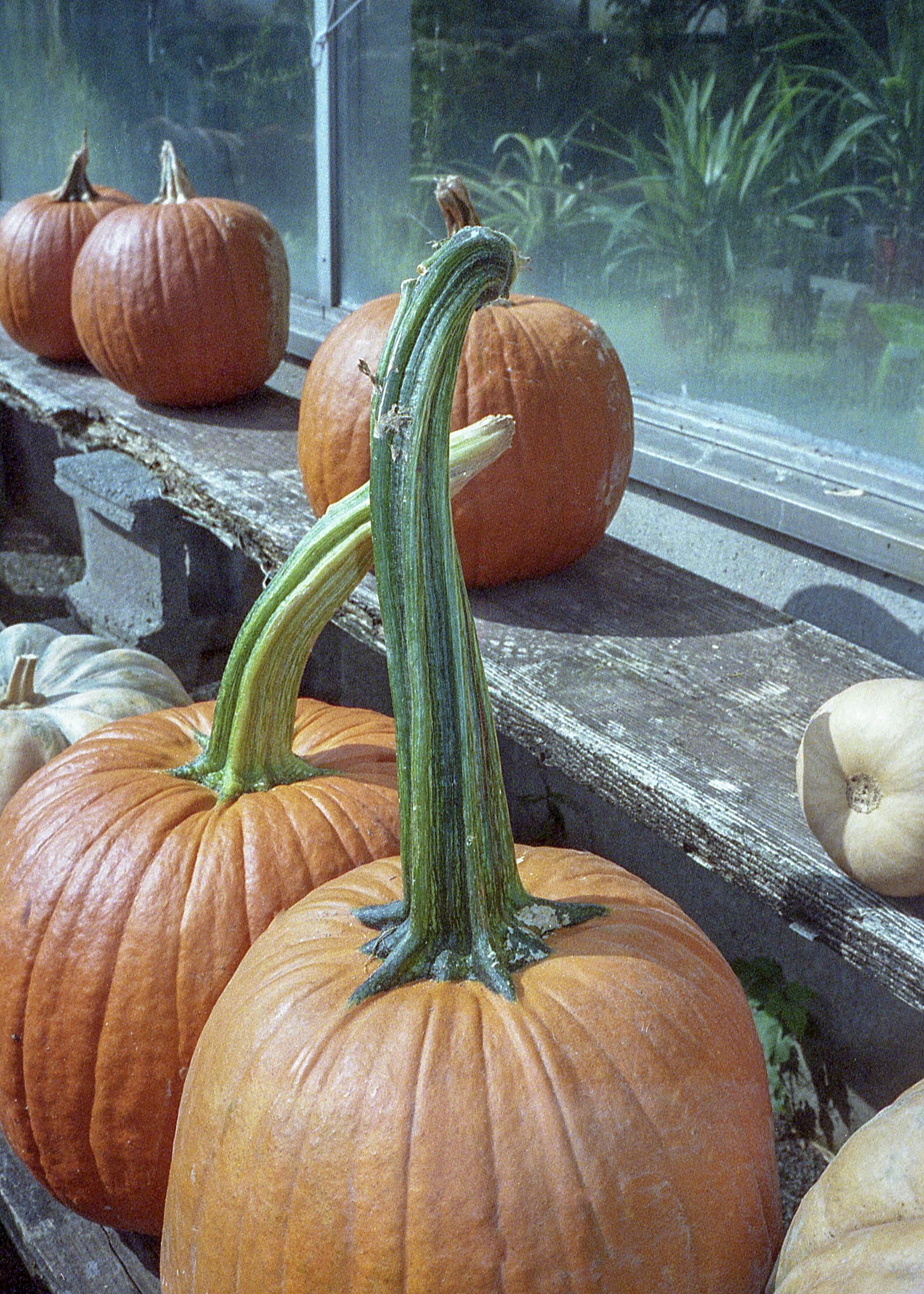 Ott's Exotic Plants, PA / Olympus Mju2 Stylus Epic /  FujiSuperia800 / 10.7.18