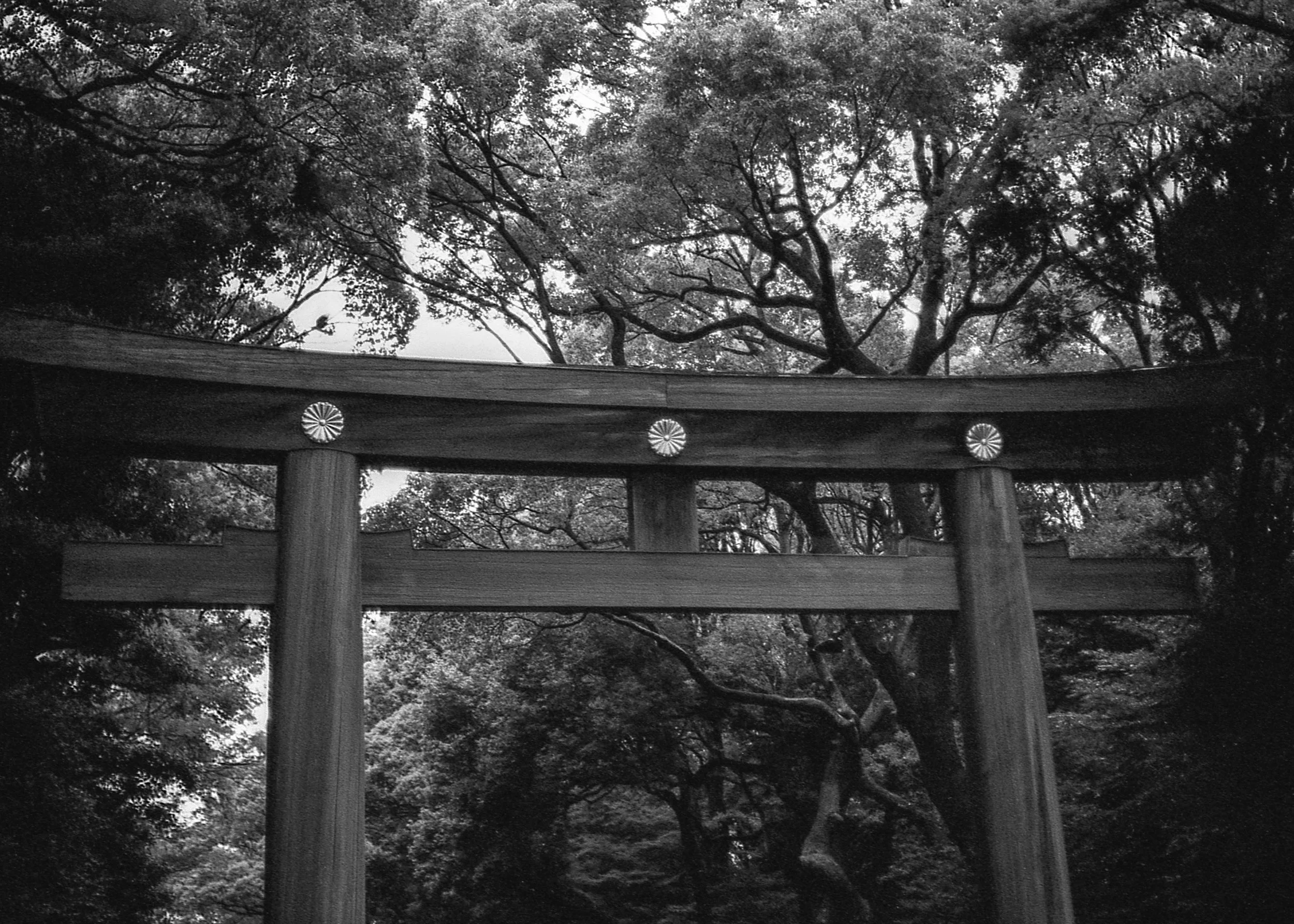 Tokyo, JP / Nikon F4 / JCHStreetpan400 / 10.19.18