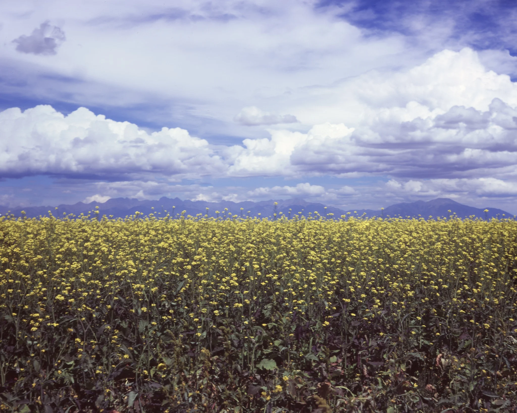 Moffat, CO / Busch Pressman 4x5 / Velvia100 / 9.1.18