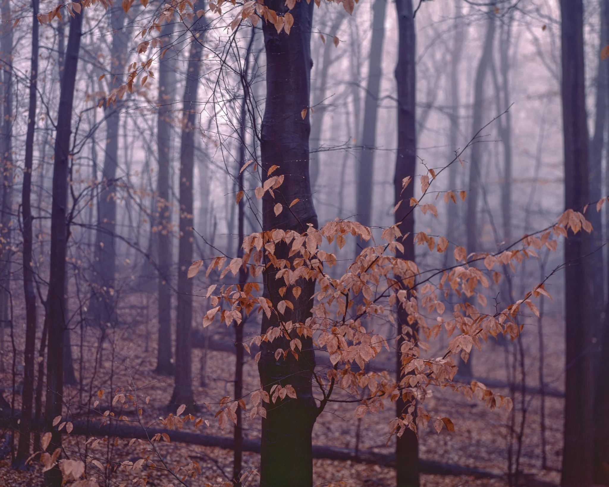 PA / Linhof Kardan Color 45S / Ektachrome 100 exp. 5.04 / 12.15.18