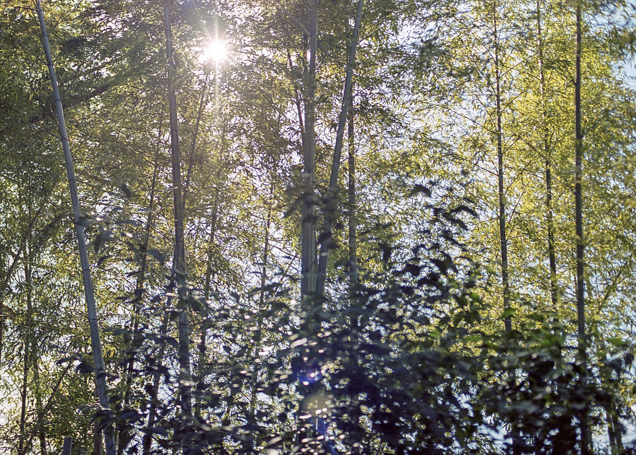 Kyoto, JP / Nikon F4 / Portra400 / 10.14.18