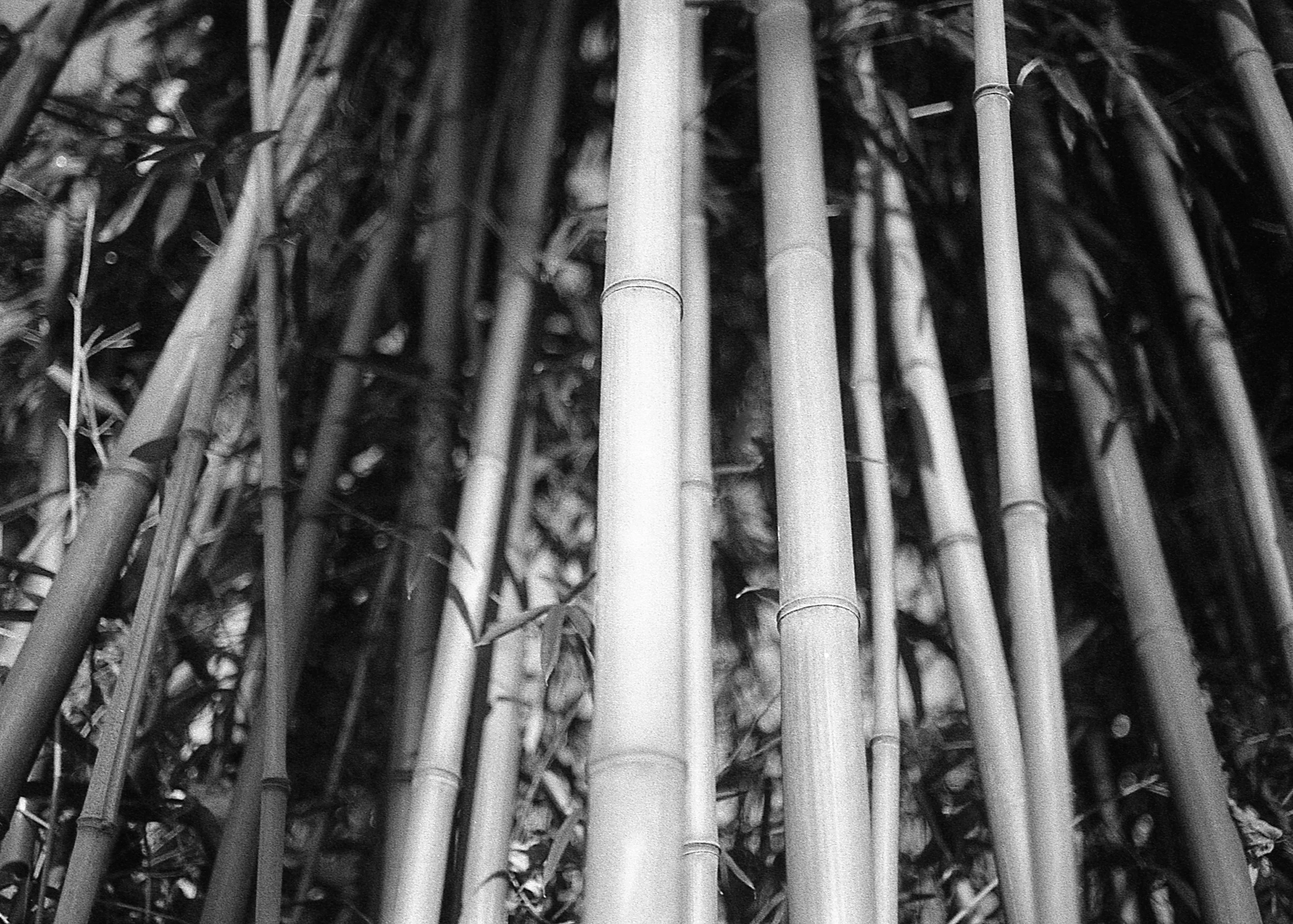 Deptford, NJ / Nikon F100 / Fomapan400 / 11.16.18