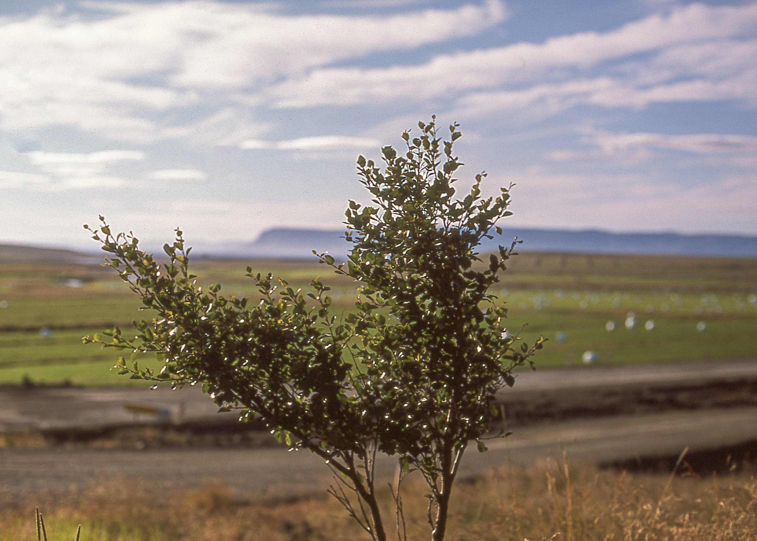 Saurbær, ISL / Nikon F3 / Provia100F / 8.17.18