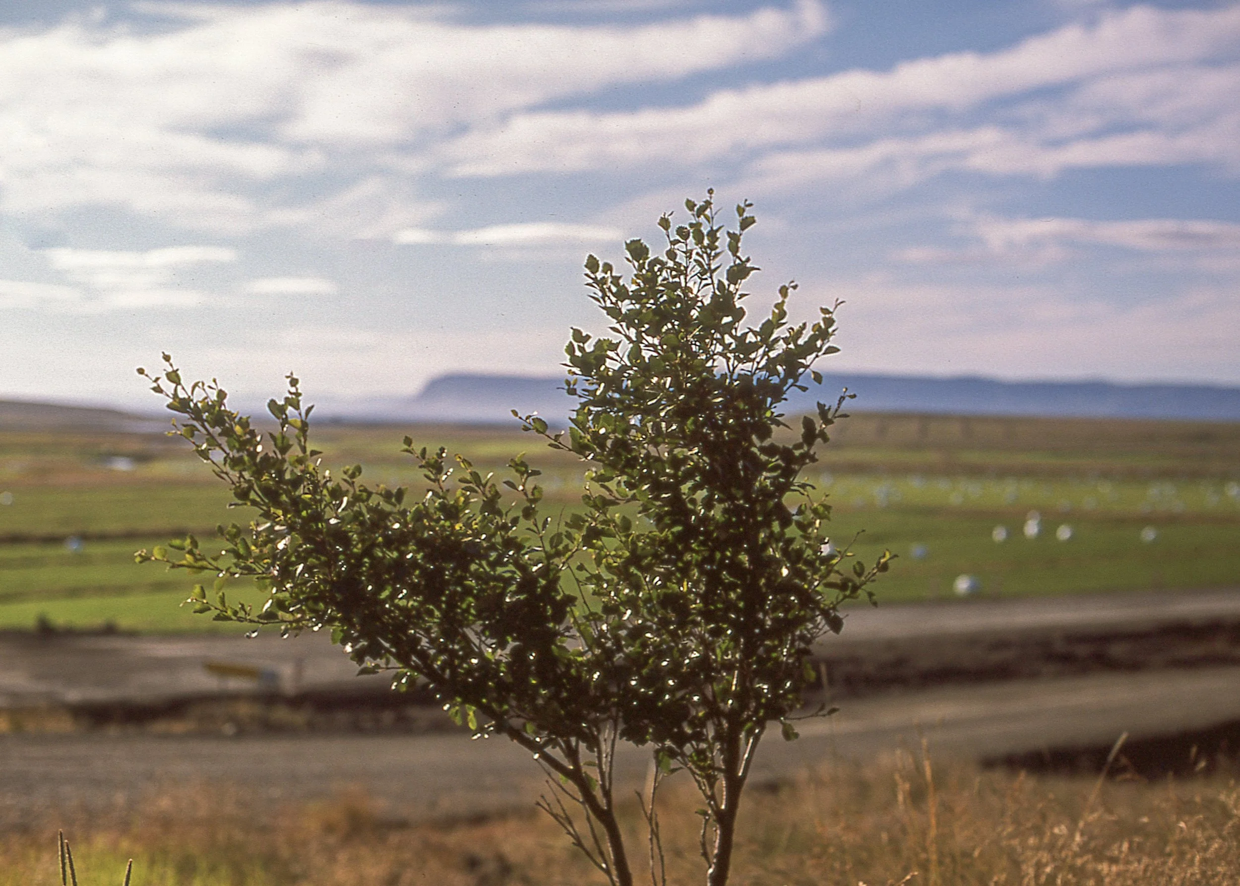 Saurbær, ISL / Nikon F3 / Provia100F / 8.17.18