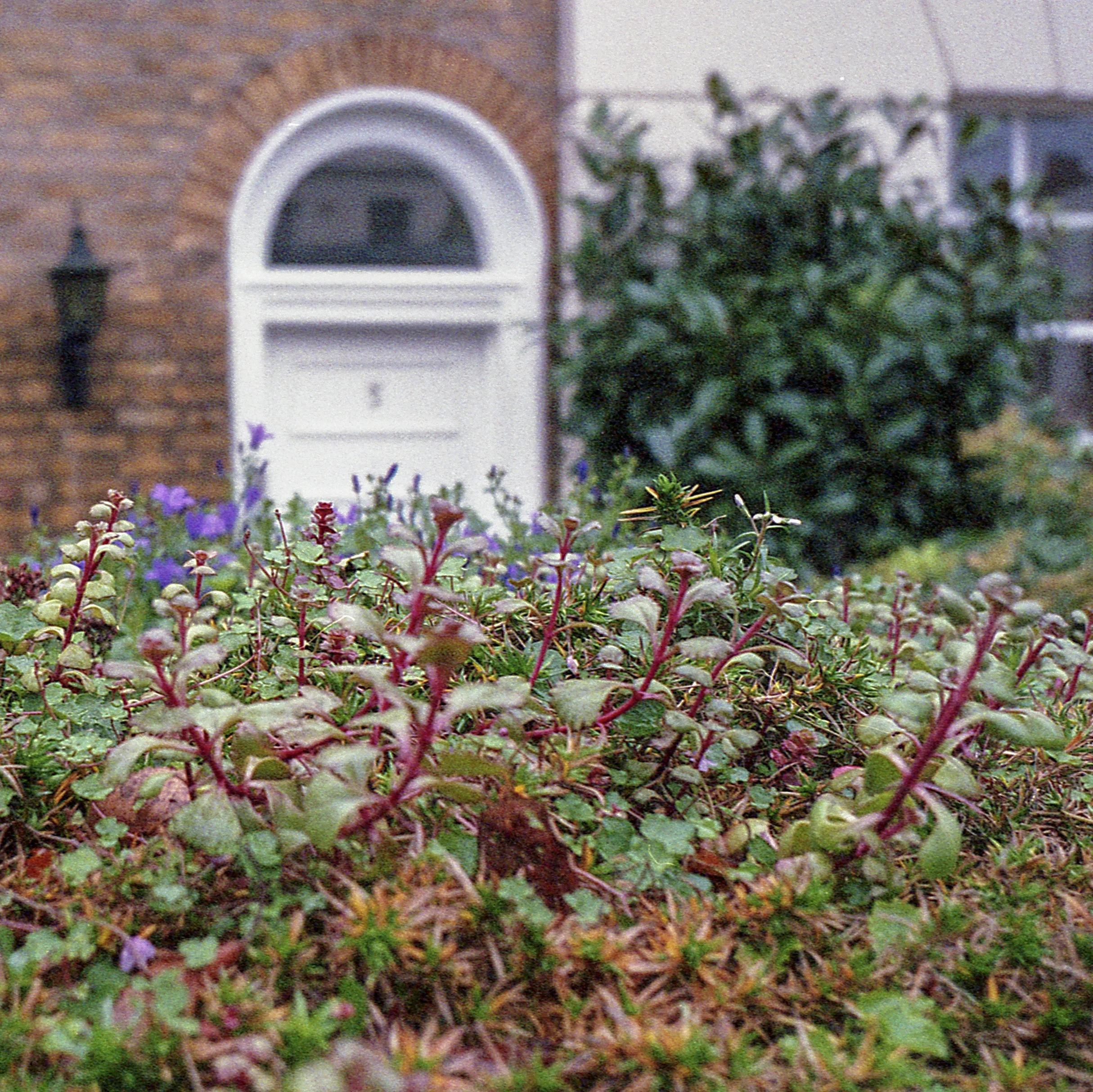 St. John's Wood, London, UK / Olympus Mju2 Stylus Epic / FujiSuperia400 / 12.30.18