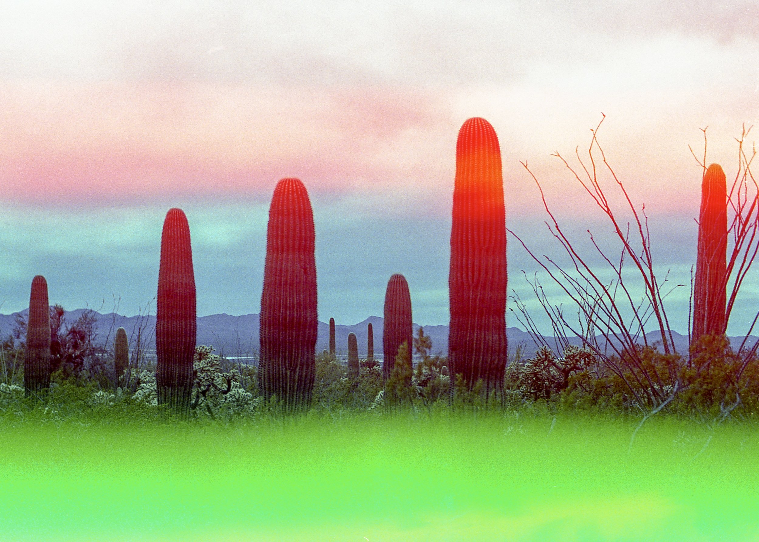 Saguaro Nat'l Park, AZ / Nikon F4 / Psychedelic Blues 400 #2 / 3.9.19