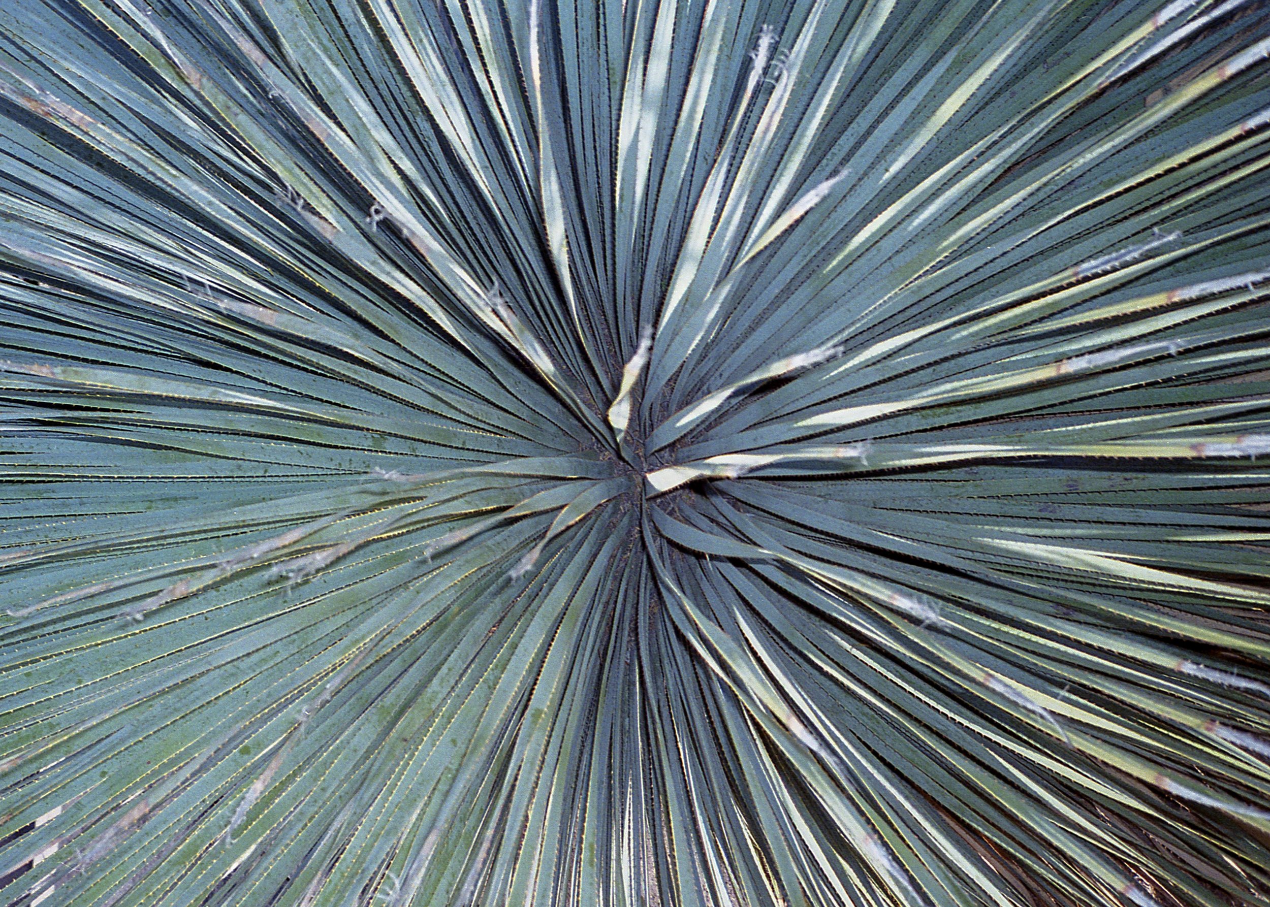 Tucson, AZ / Olympus Mju2 Stylus Epic / kodak gold 400 / 3.5.19