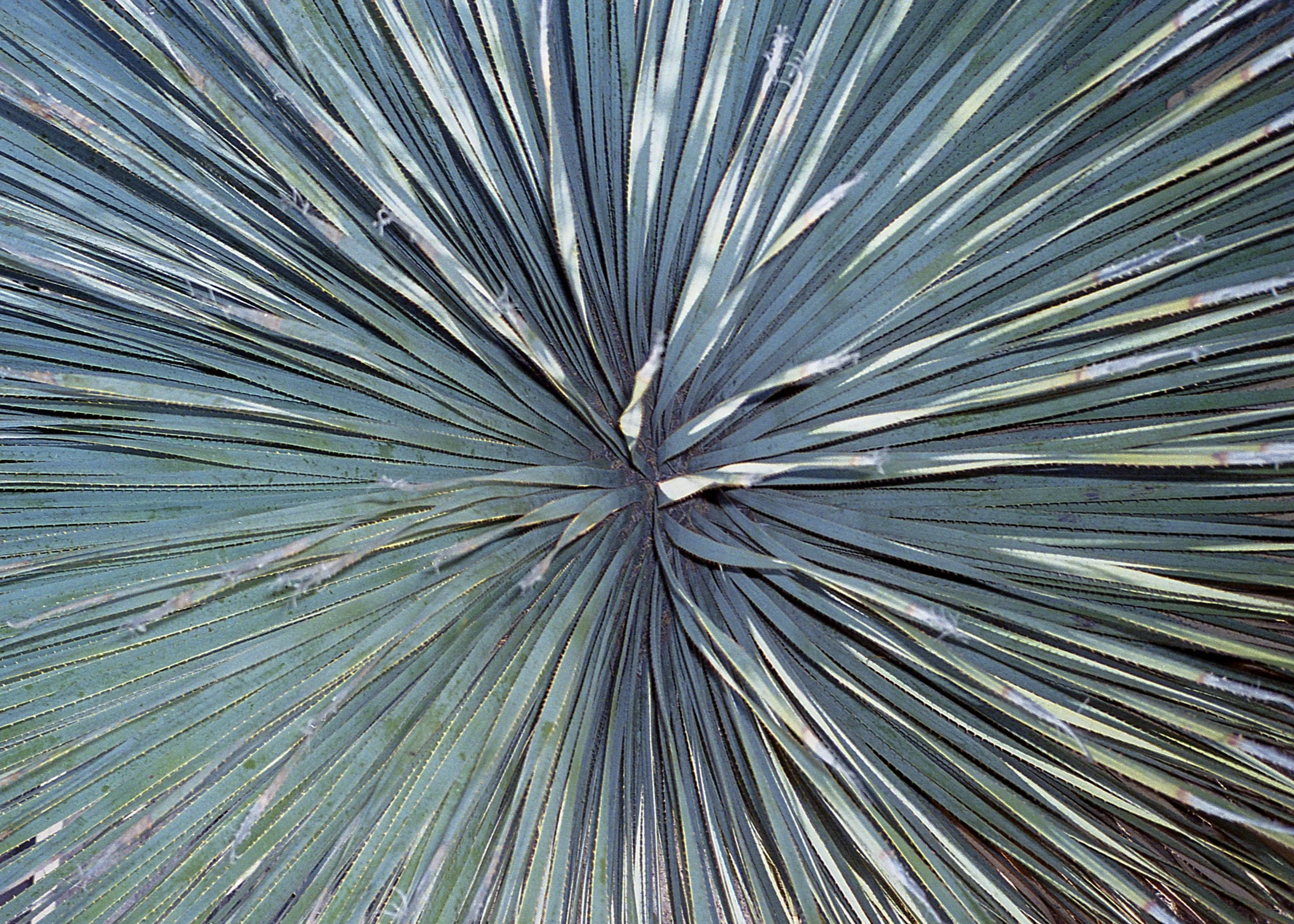 Tucson, AZ / Olympus Mju2 Stylus Epic / kodak gold 400 / 3.5.19