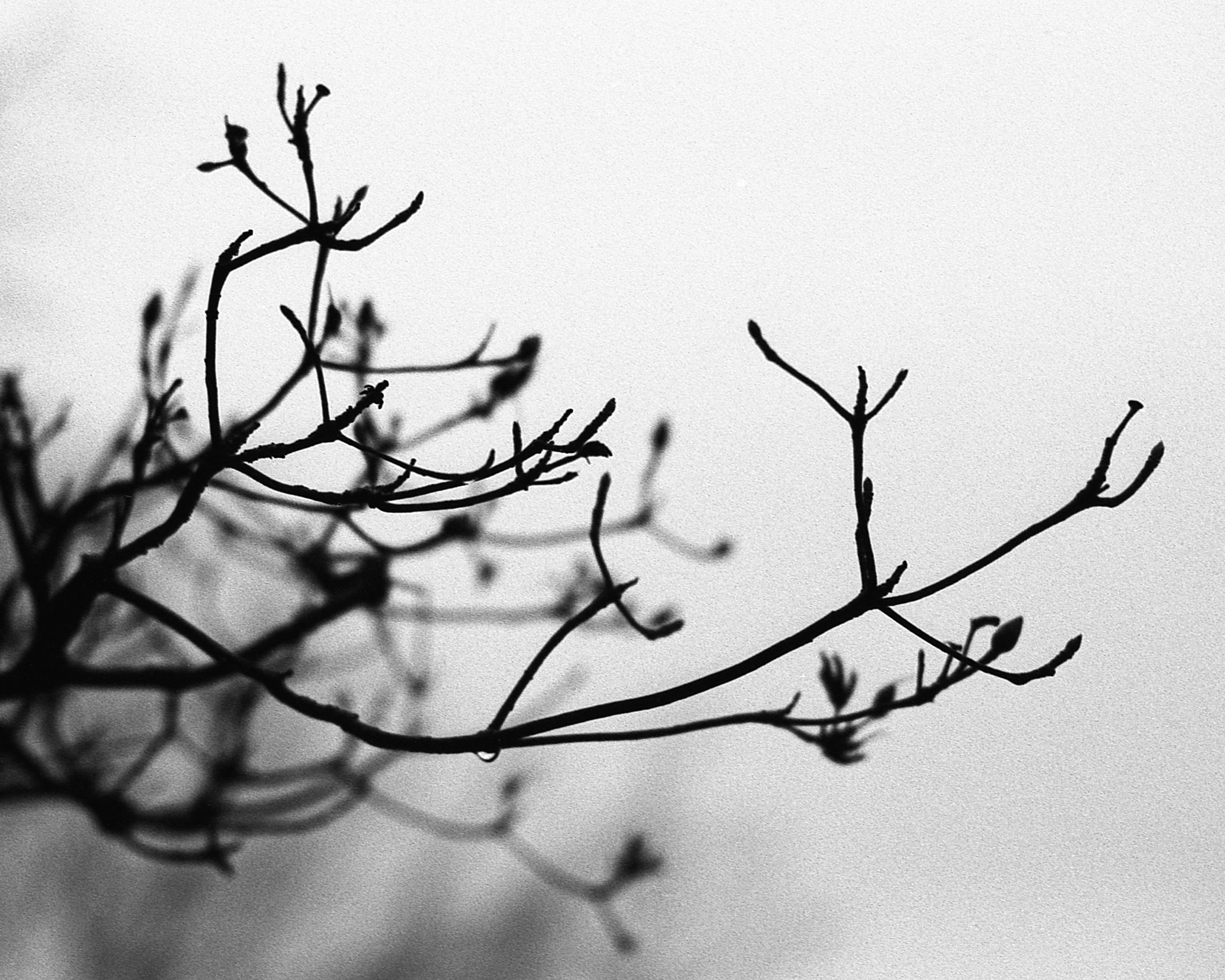 PA / Nikon F100 / Santarae1000 / 4.6.19