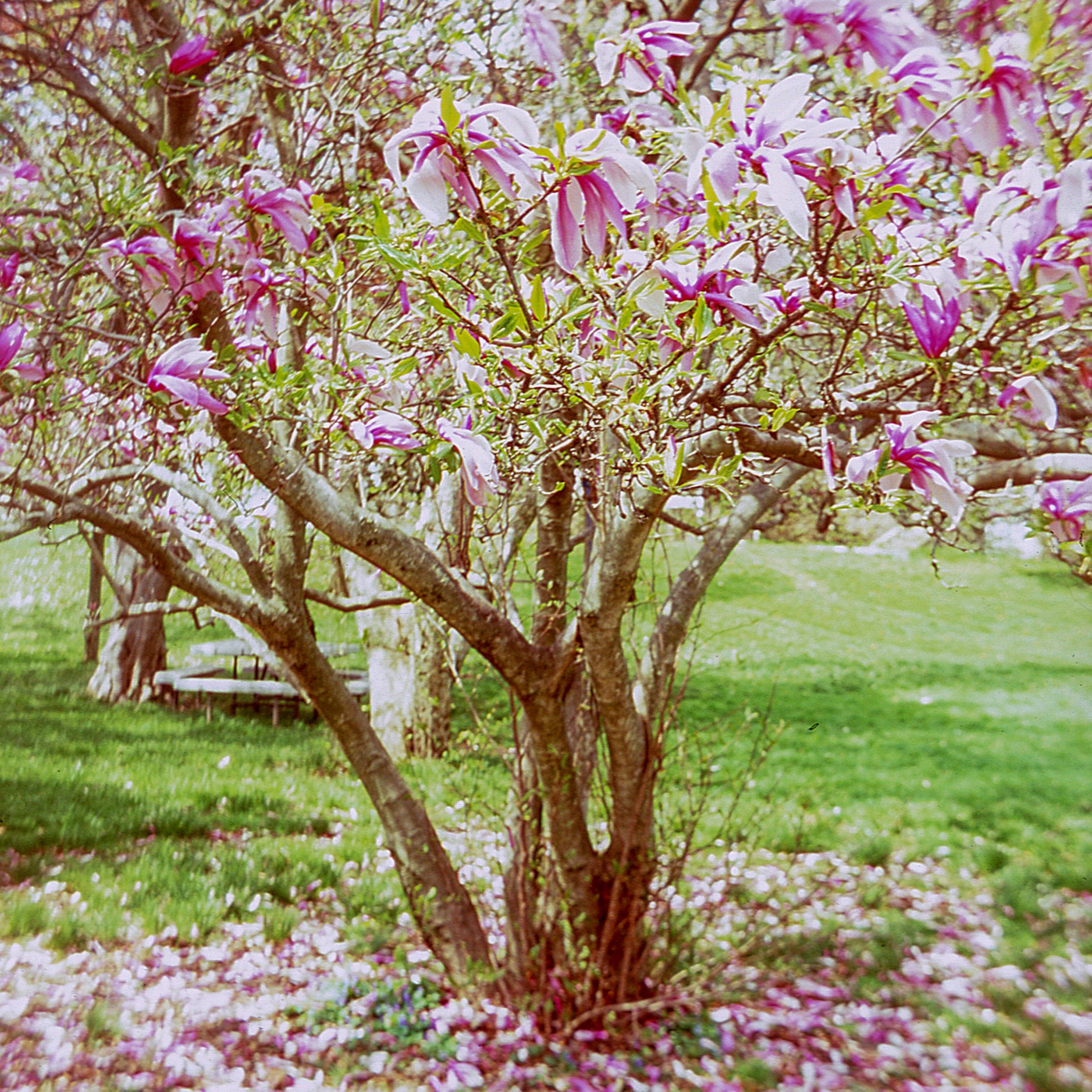 Kimberton, PA / kodak stereo 35mm / velvia 100 exp.11.06 / 4.20.19
