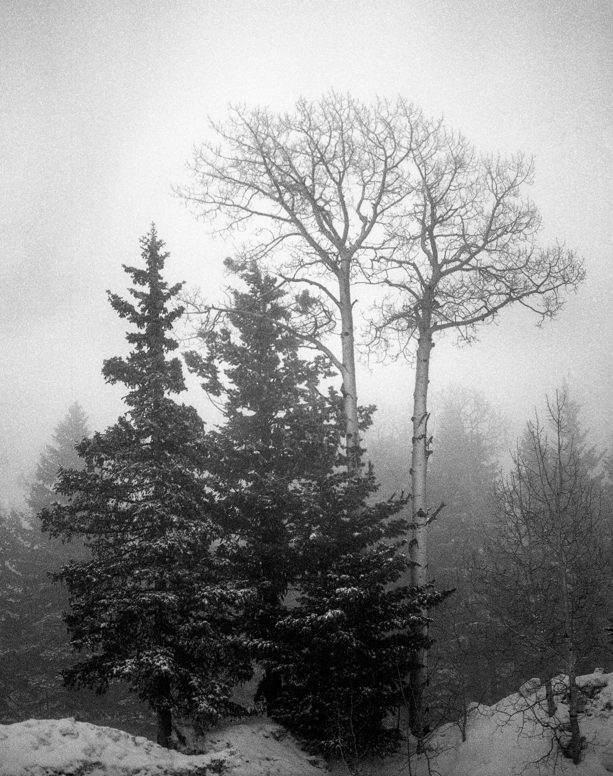 Flagstaff, AZ / Pentax67 / tmax400 / 3.2.19
