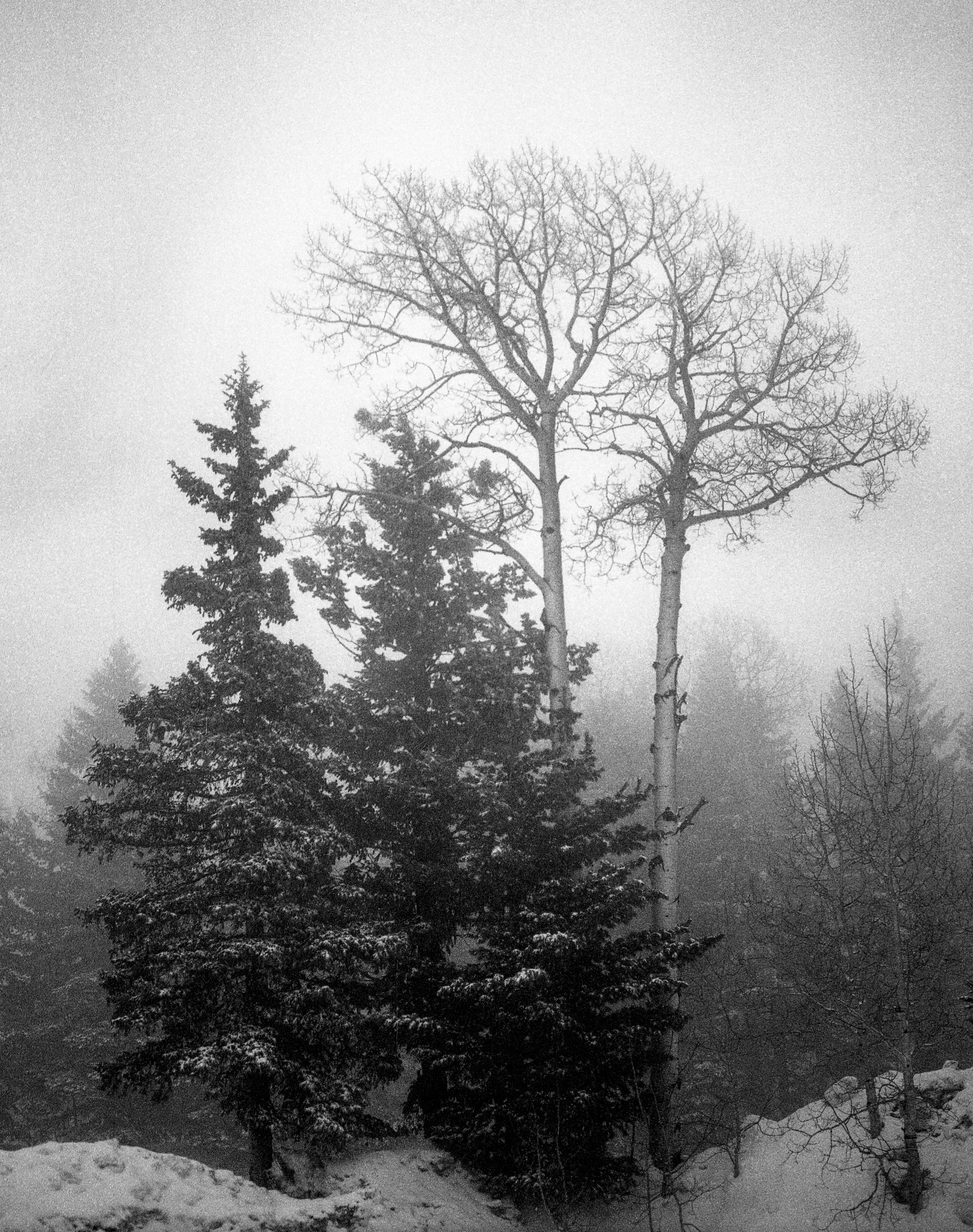 Flagstaff, AZ / Pentax67 / tmax400 / 3.2.19