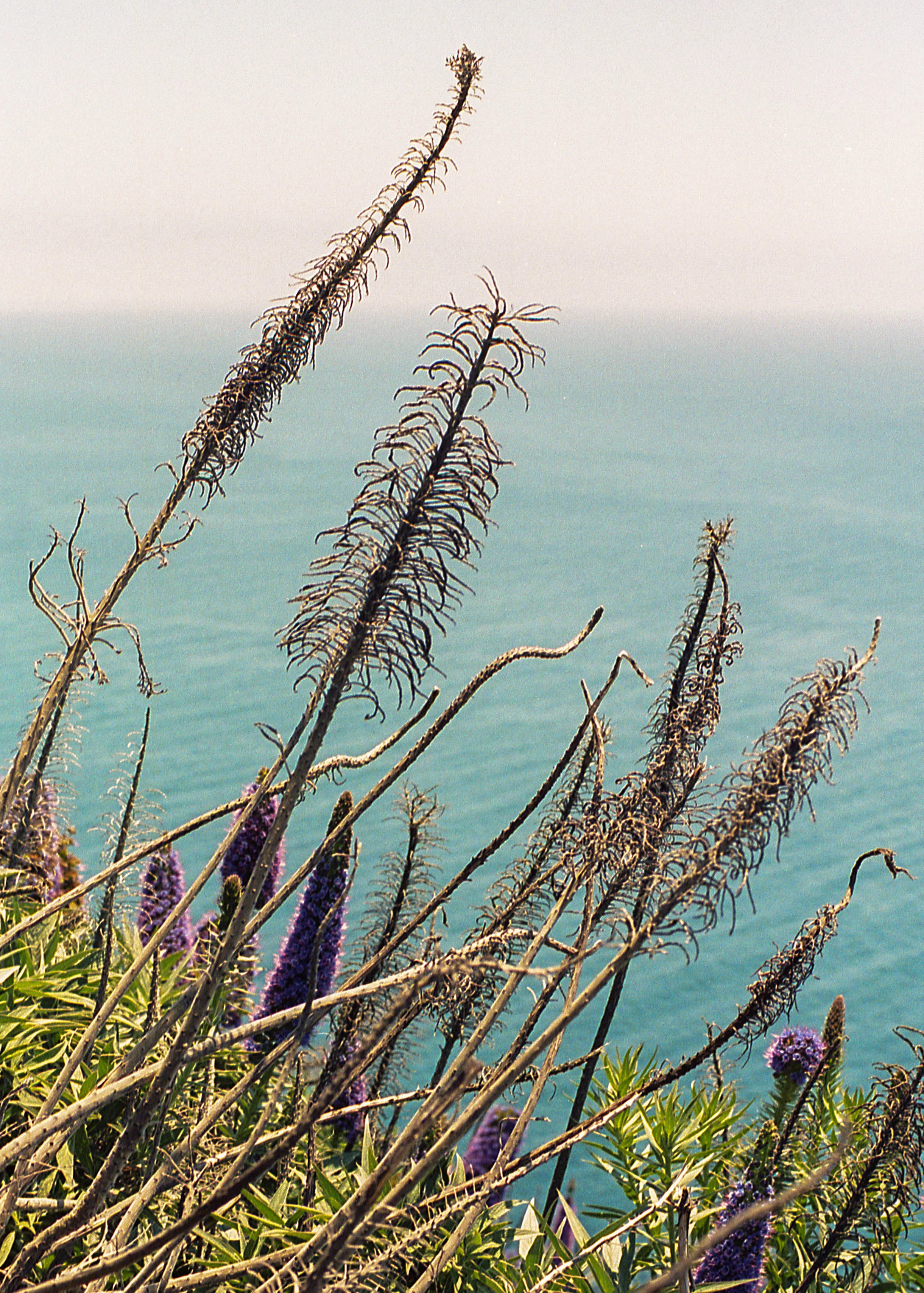 Big Sur, CA / Nikon F3 / Portra400 / 5.12.19