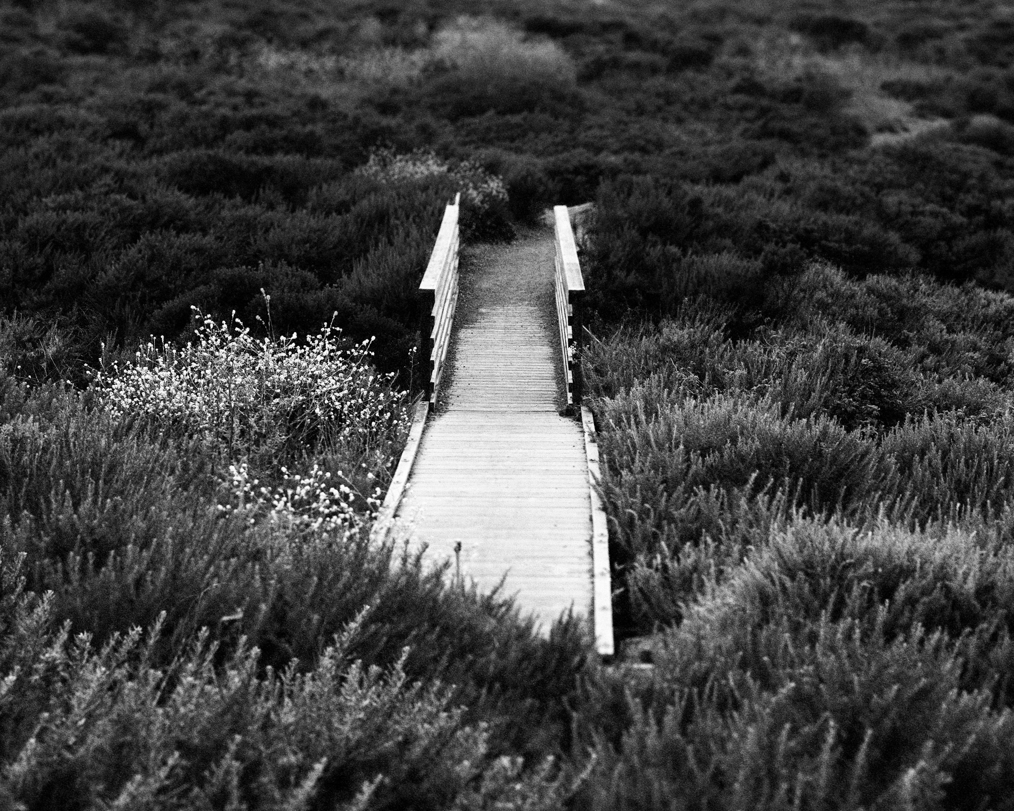 Los osos, CA / Anba Ikeda 4x5 / BerggerPancro400 / 5.11.19