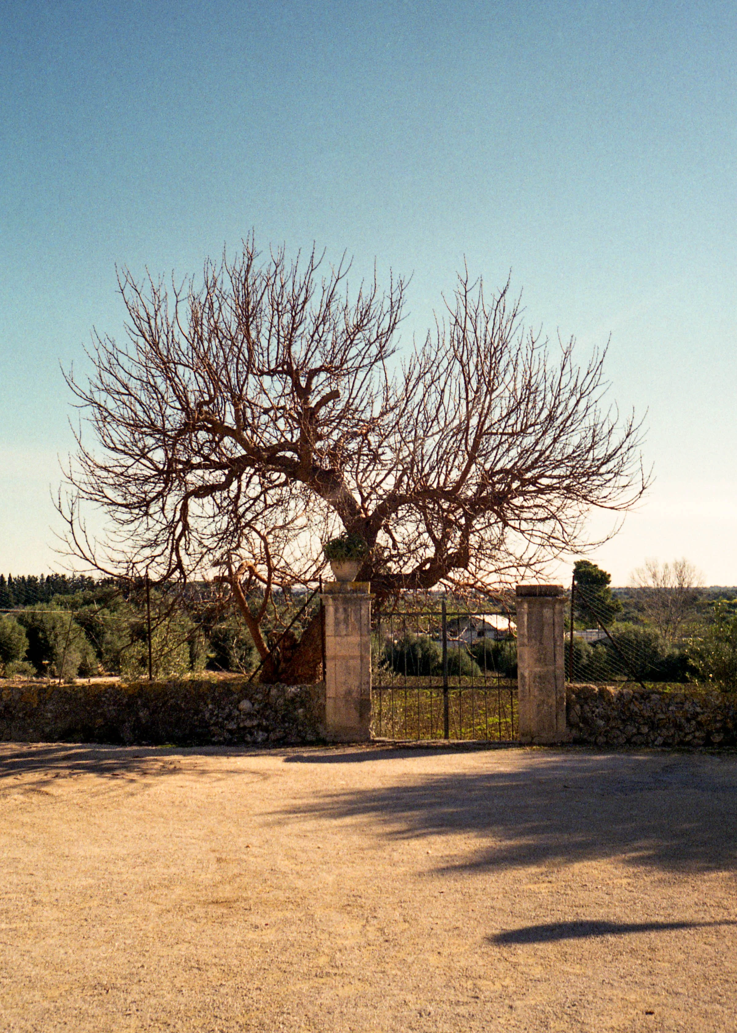 Agrigento, IT / Olympus Mju2 Stylus Epic / fujicolor200 / 1.1.19