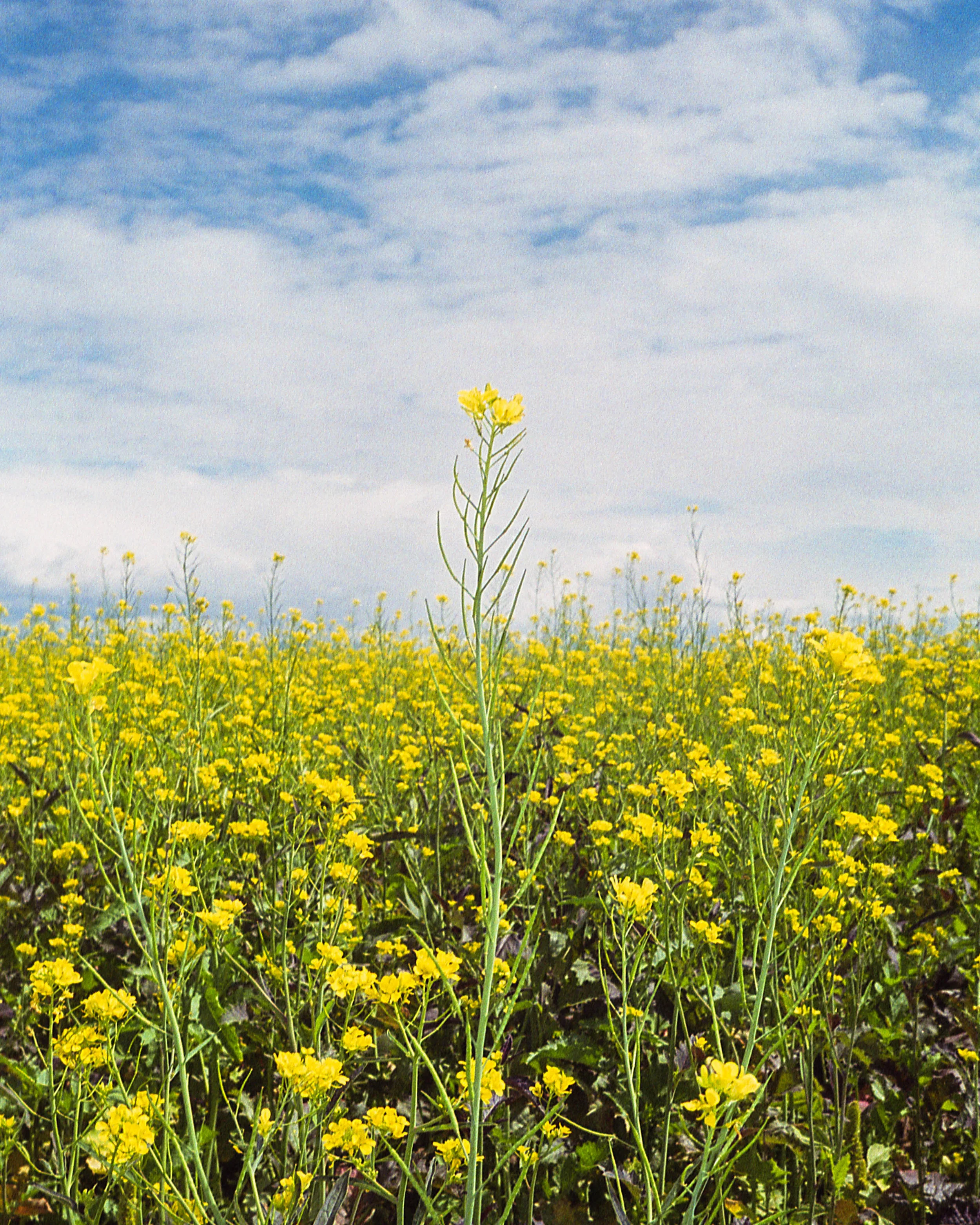 Moffat, CO, Nikon F3, Portra 400