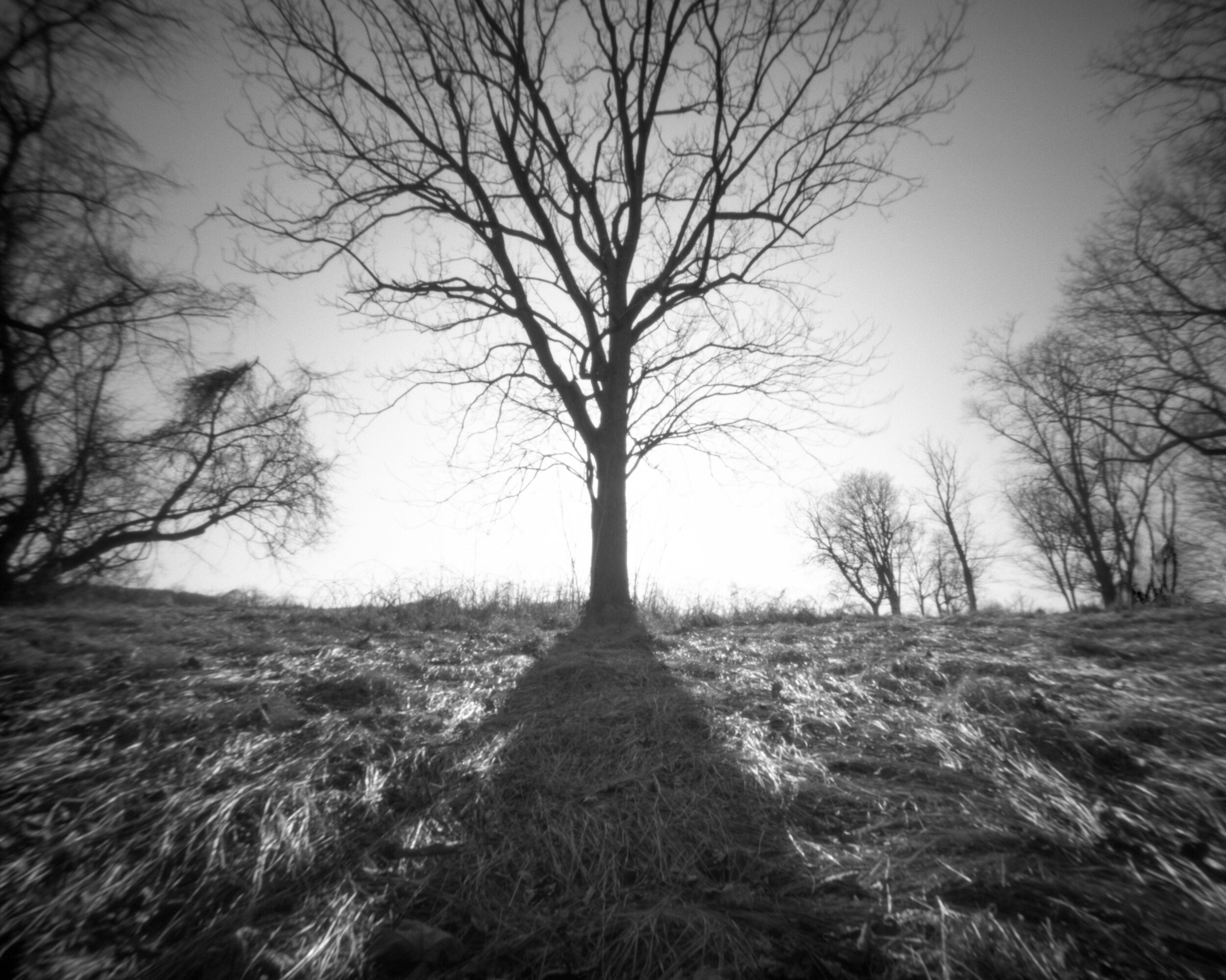 PA / Zero Image Pinhole 4x5 / Ortho+80 exp. 04.07 / 1.12.20