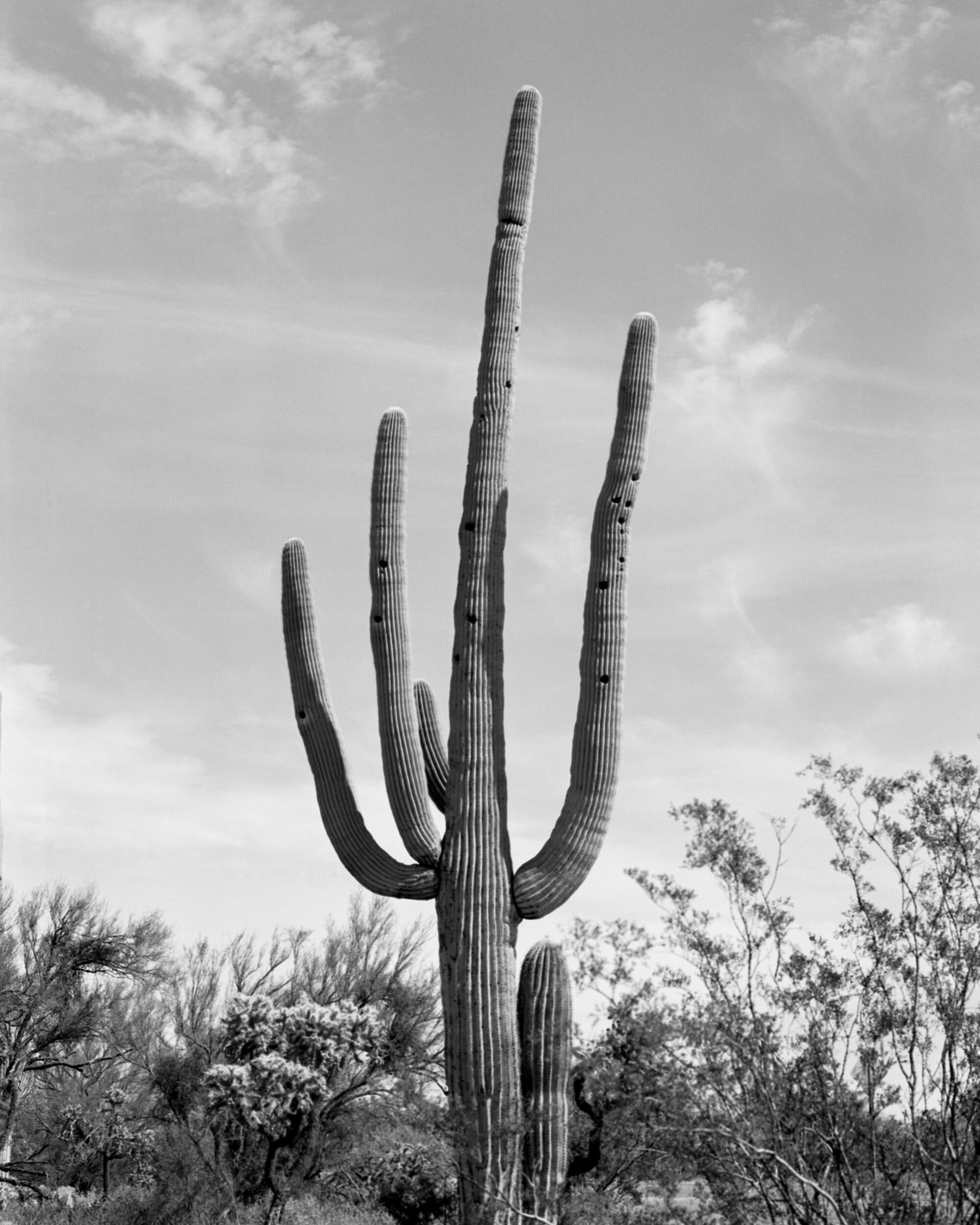 Marana, AZ / Pentax67 / PanF50+ / 3.6.20