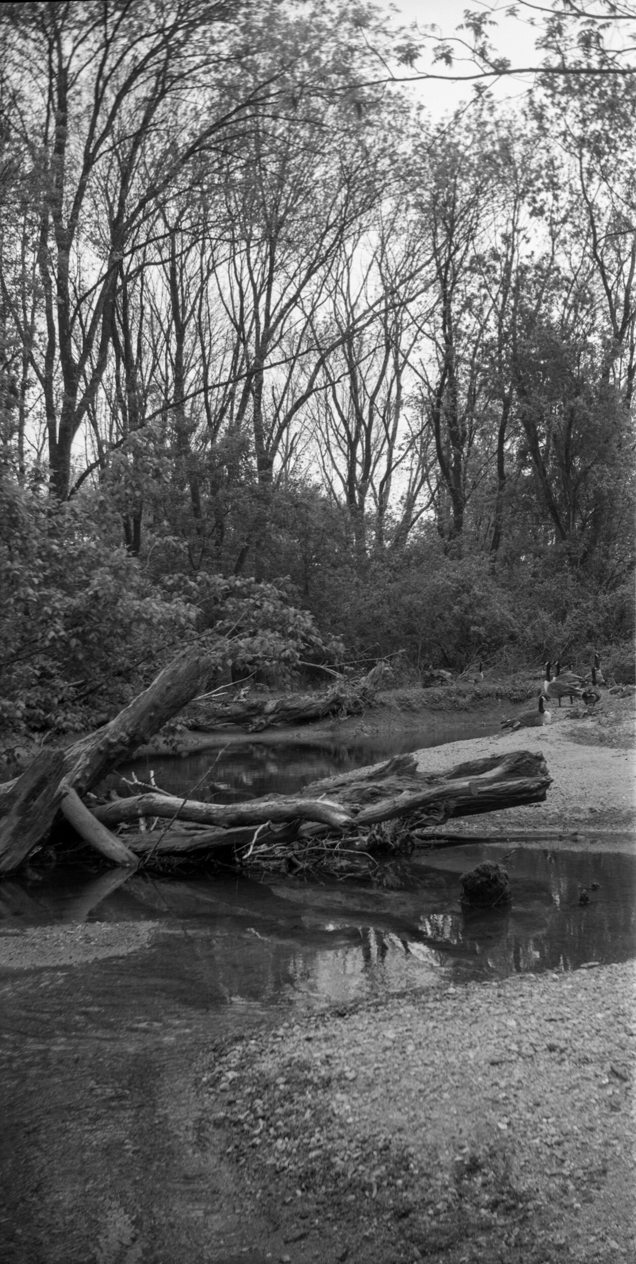 PA / Brownie 2A / Ultrafine 100 / 5.19.20
