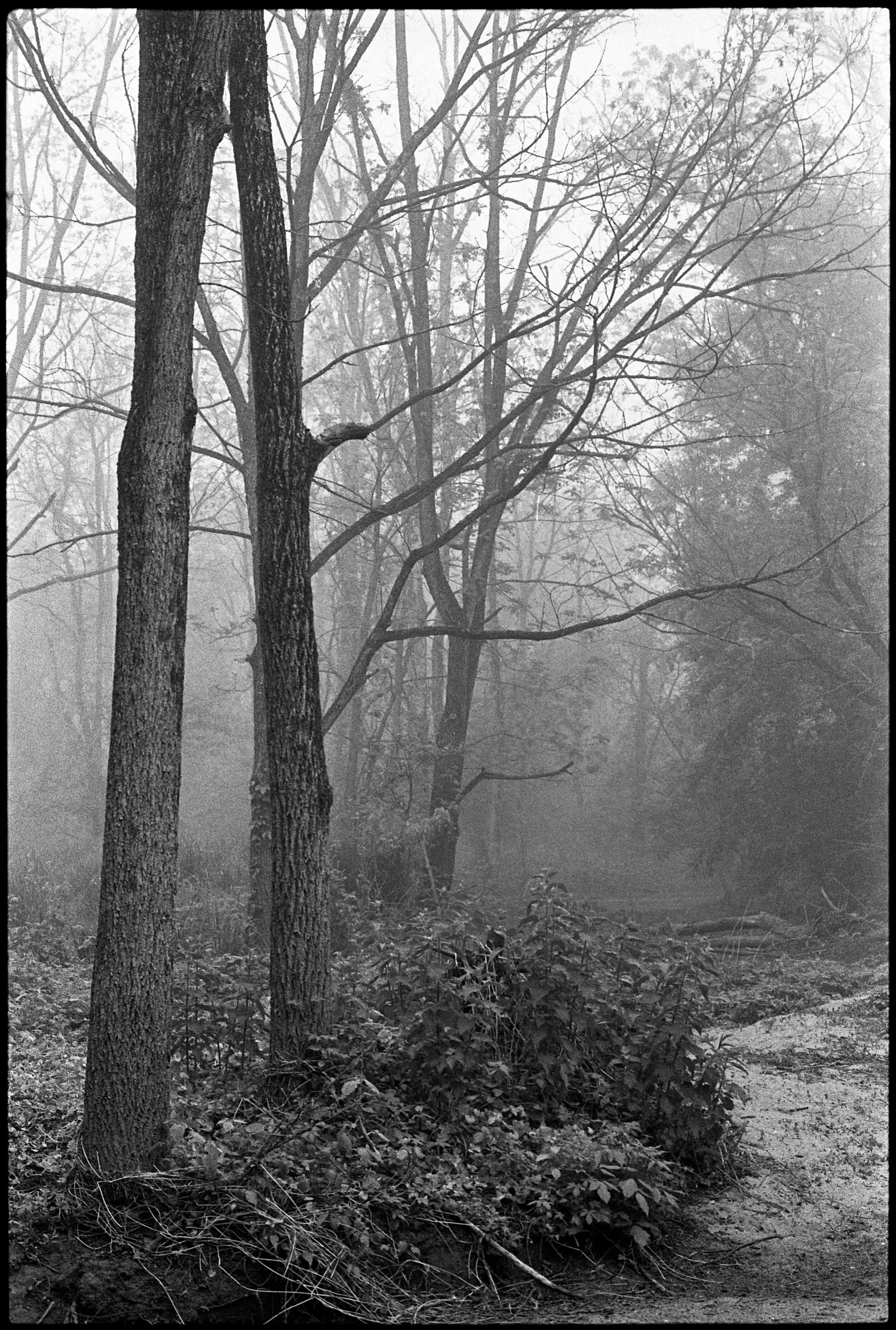 PA / Nikon F / Trix400 / 5.26.20