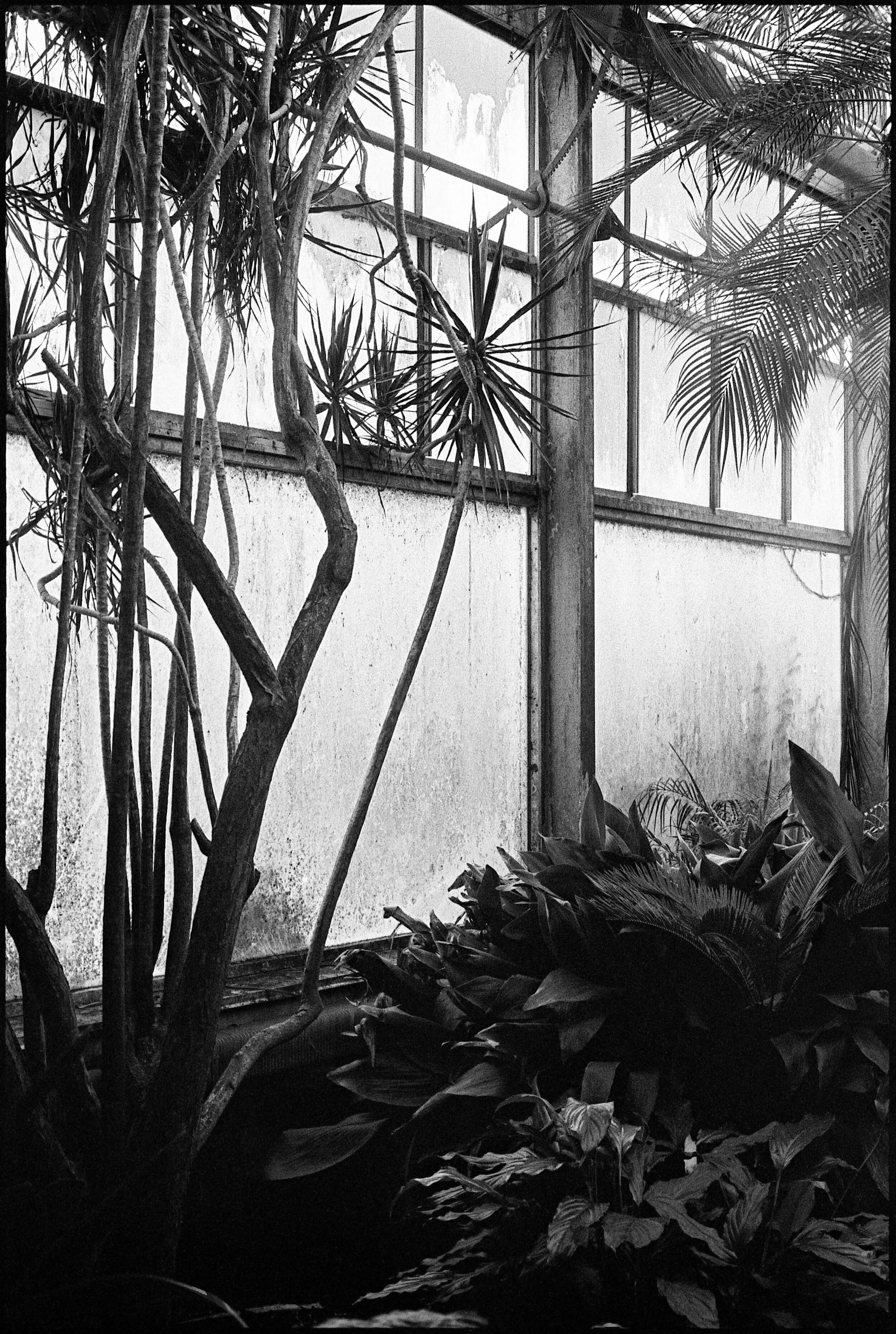 PA / Nikon F / Trix400 / 8.21.20