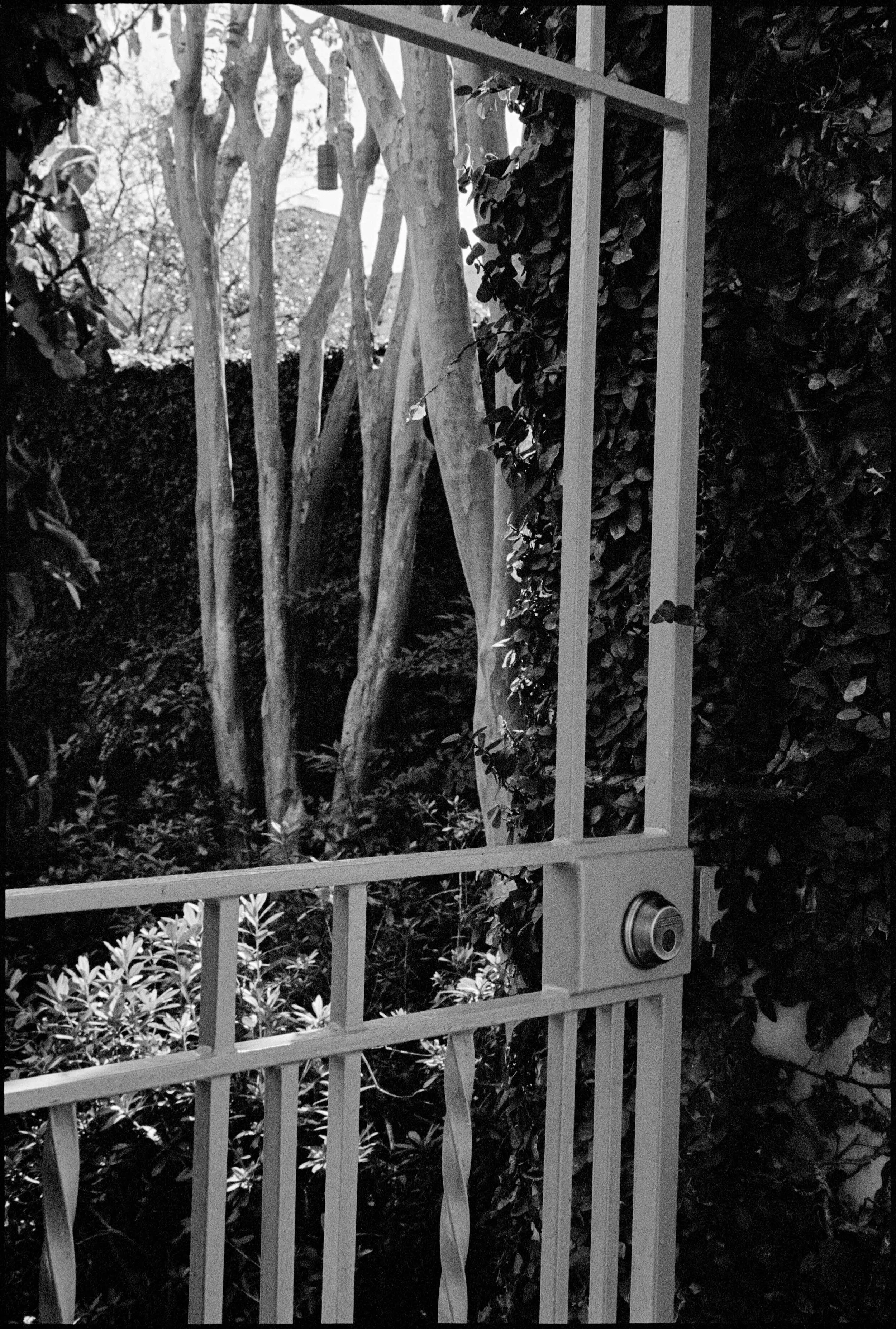 SC / Nikon F / trix400 / 11.17.20