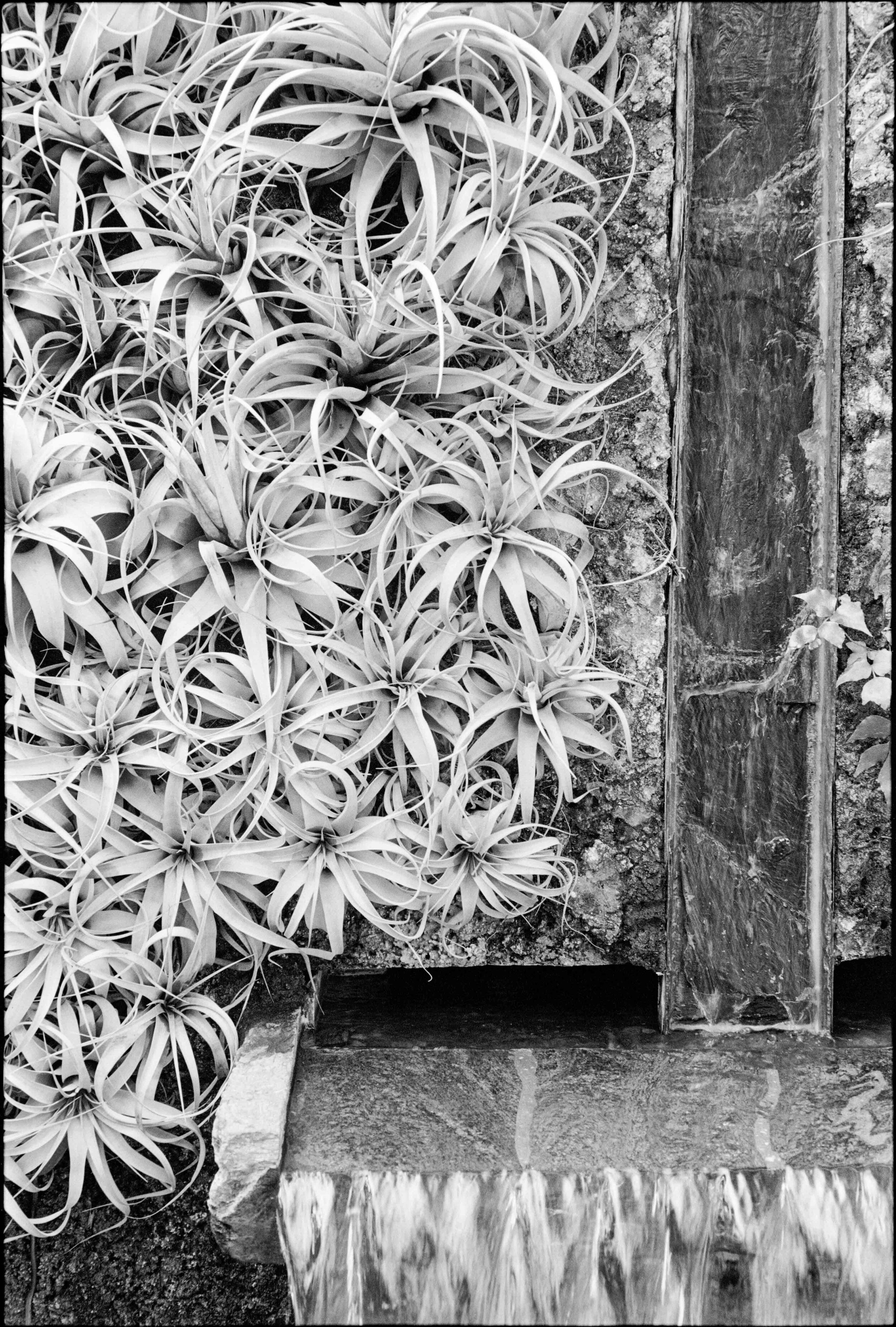 PA / Nikon F / HP5+ / 2.26.21