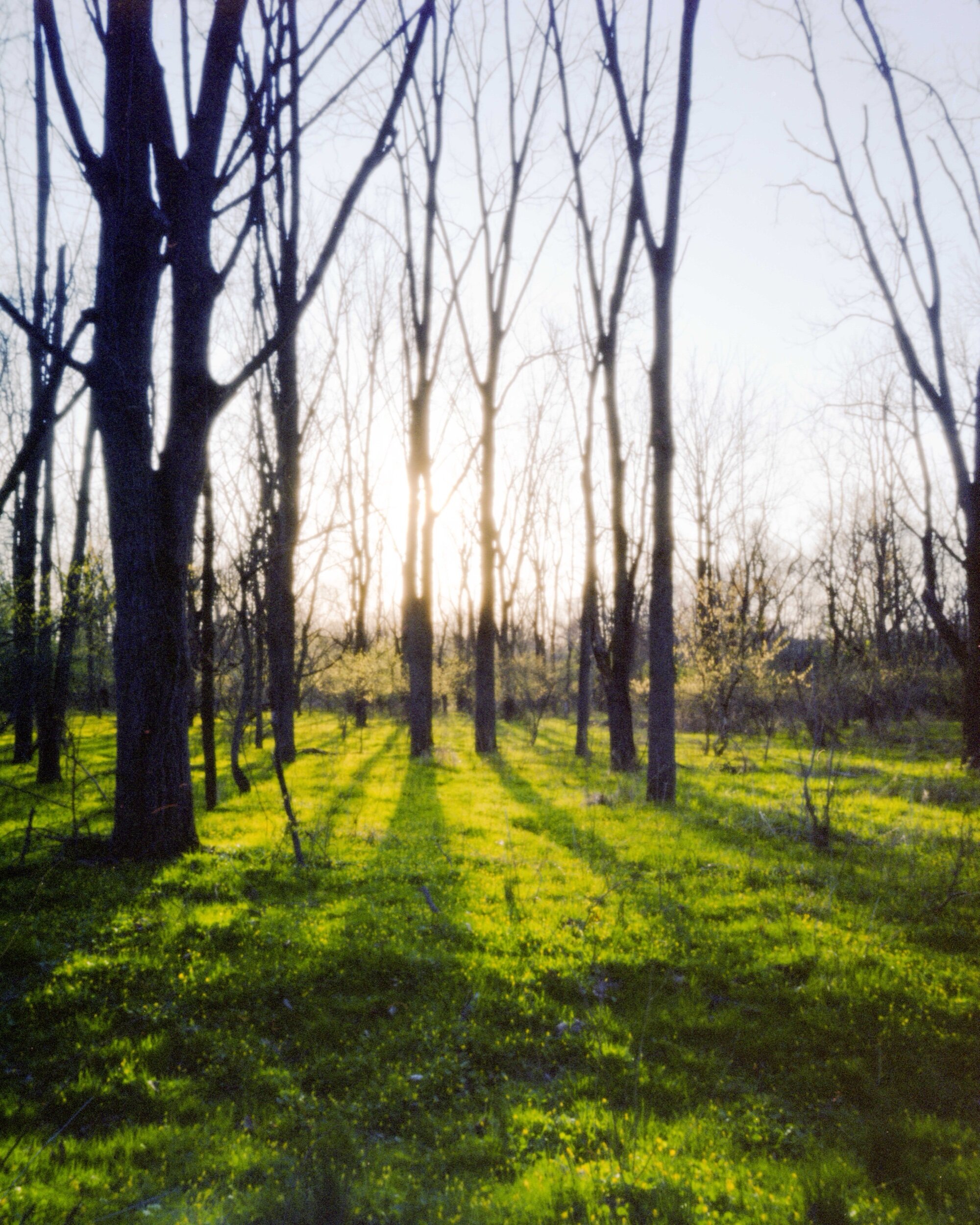 PA / Ondu Easy 4x5 / Fuji Pro160S / 4.15.20