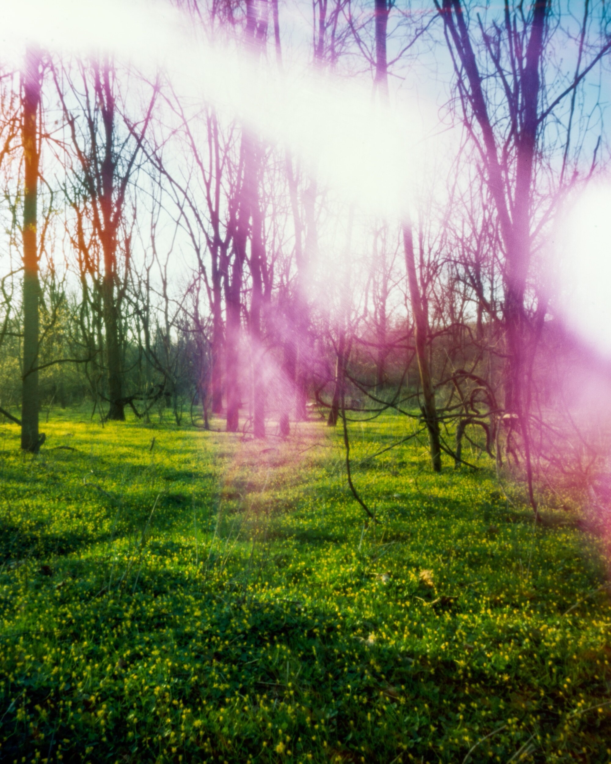 PA / Ondu Easy 4x5 / Fuji Pro160S / 4.15.20