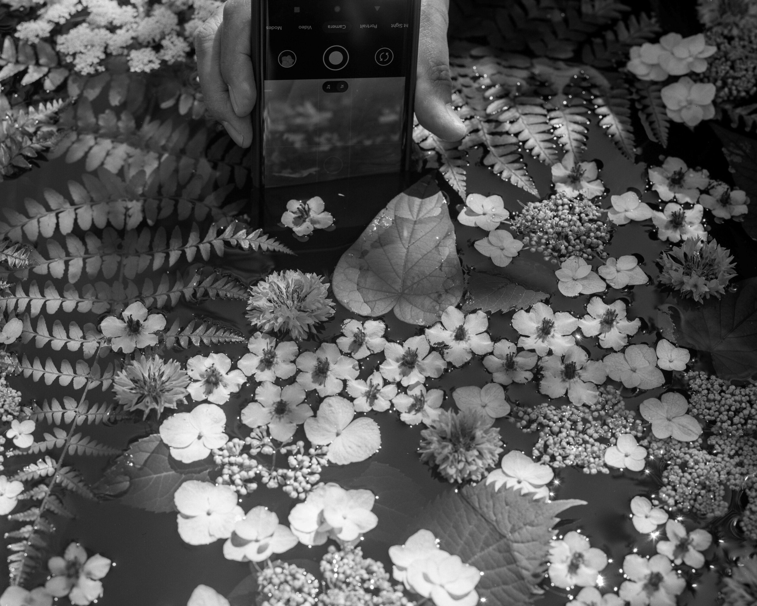 PA / Linhof Technika III / HP5+ / 6.16.21
