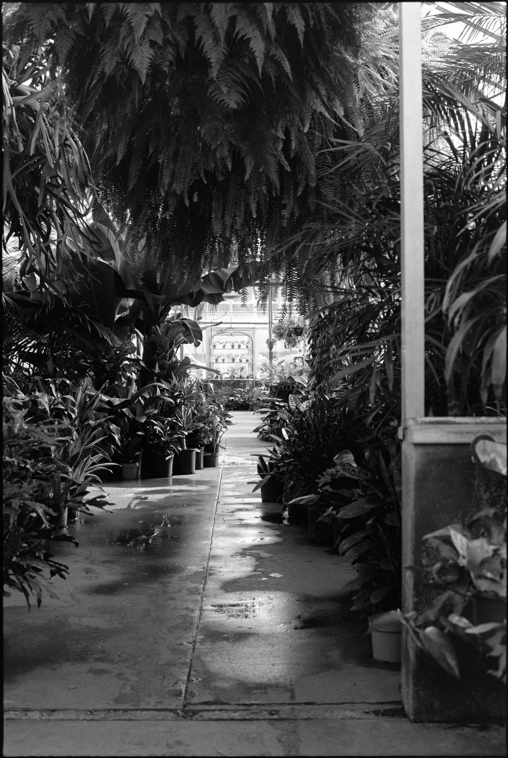 PA / Nikon F3 / Fp4+ / 2.11.22