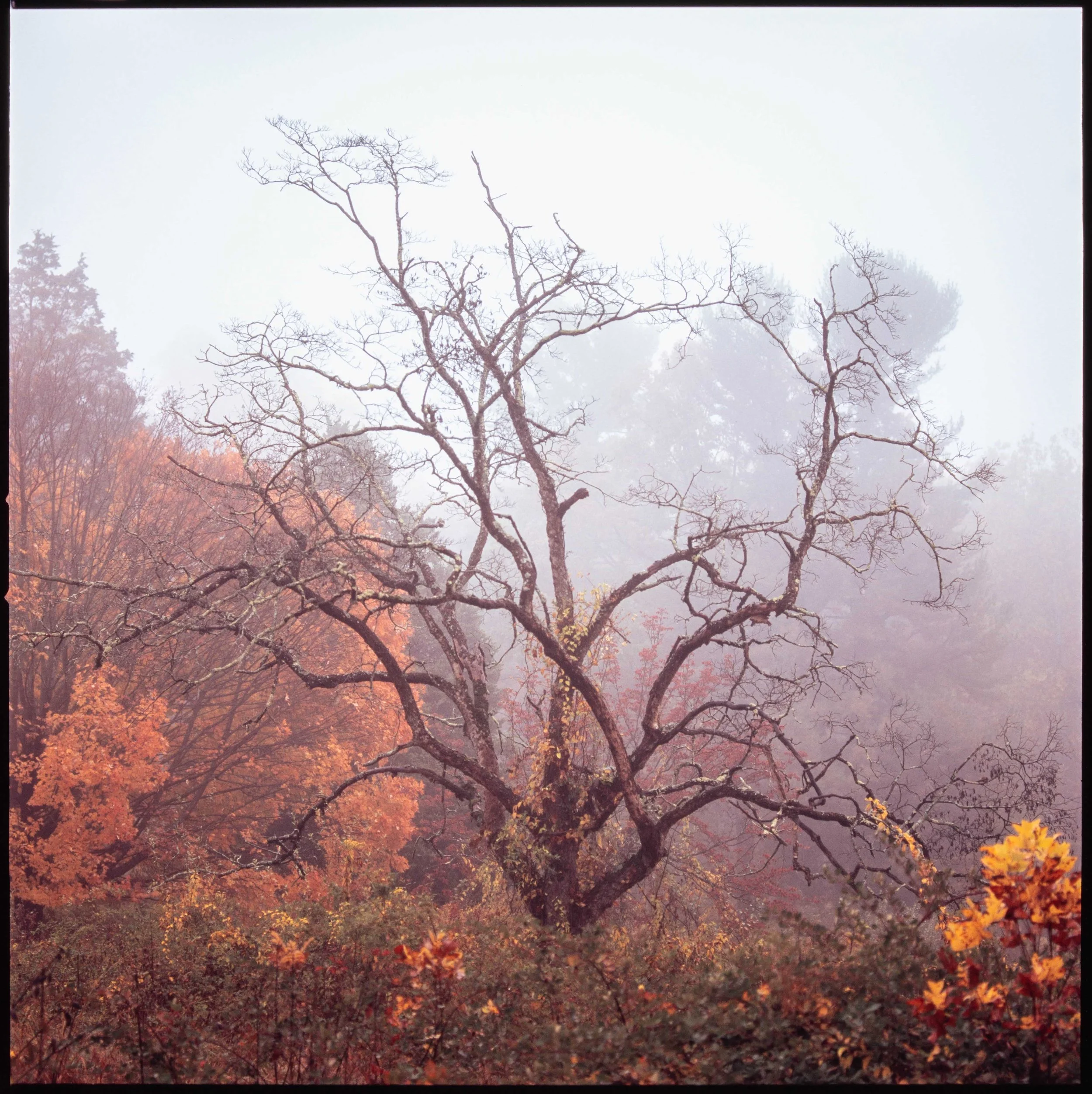 PA / Hasselblad 500cm / Velvia100 Exp. '99 / 10.25.22