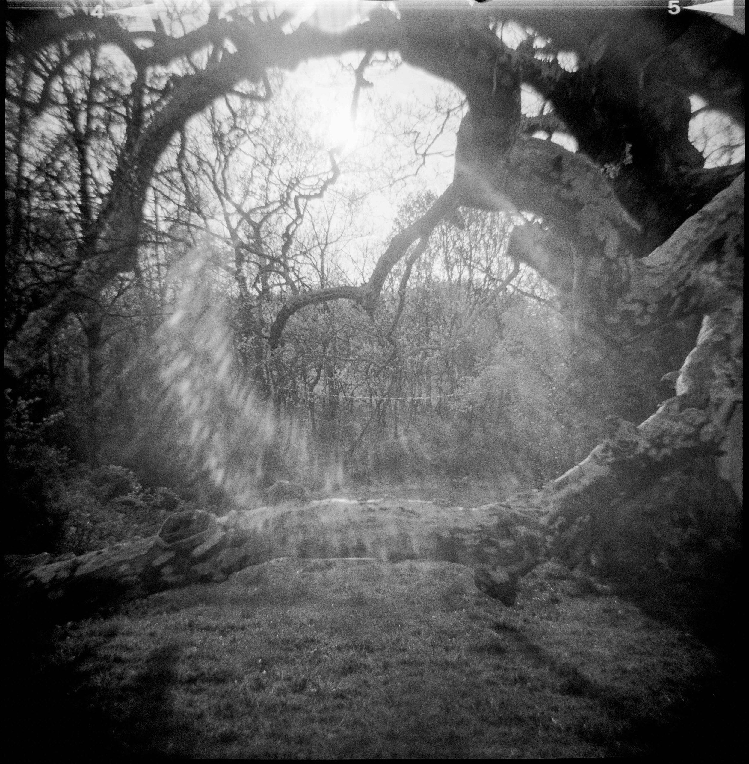 PA / Diana F / kentmere400 / 4.23