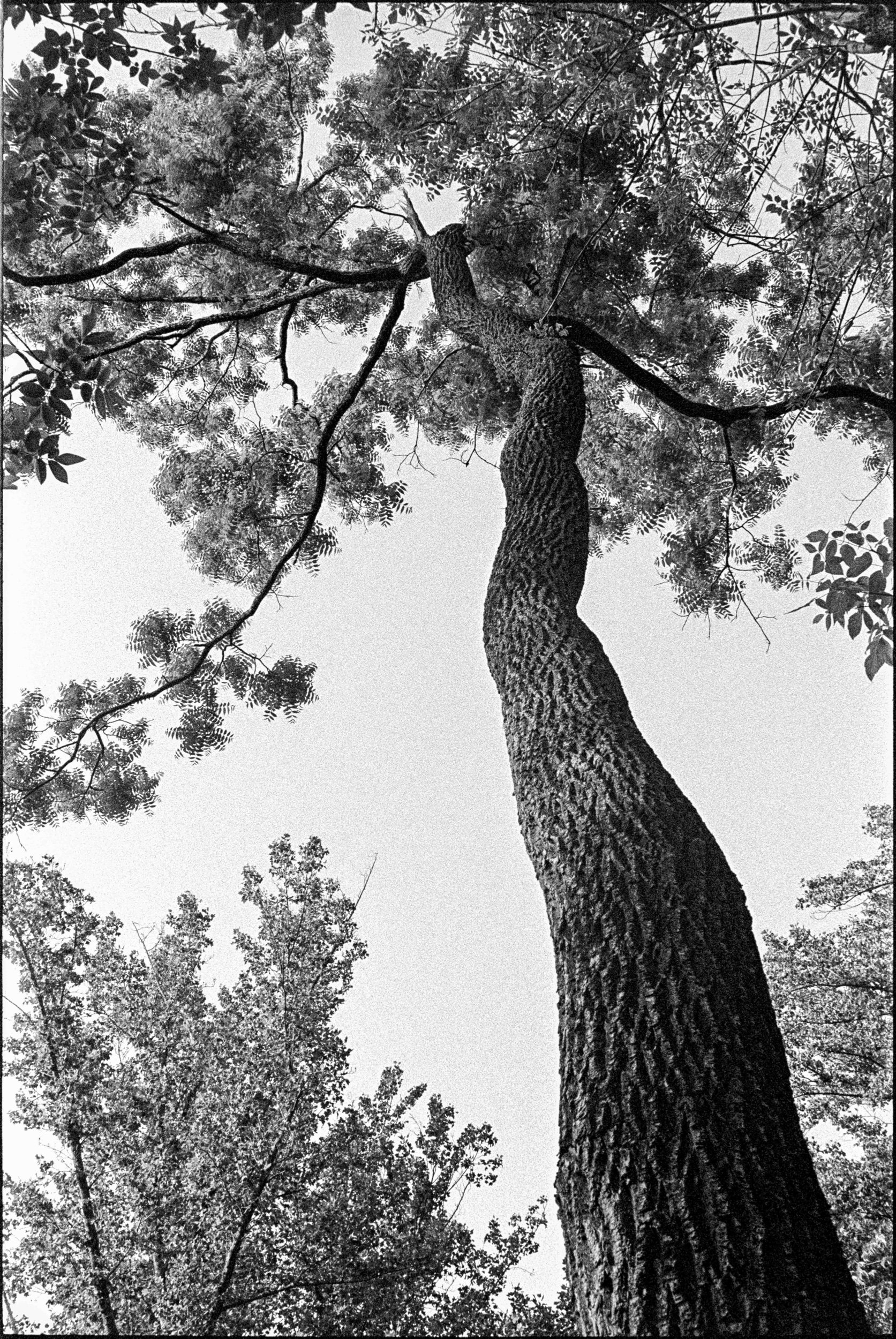 PA / M6 / trix400 / 5.31.23