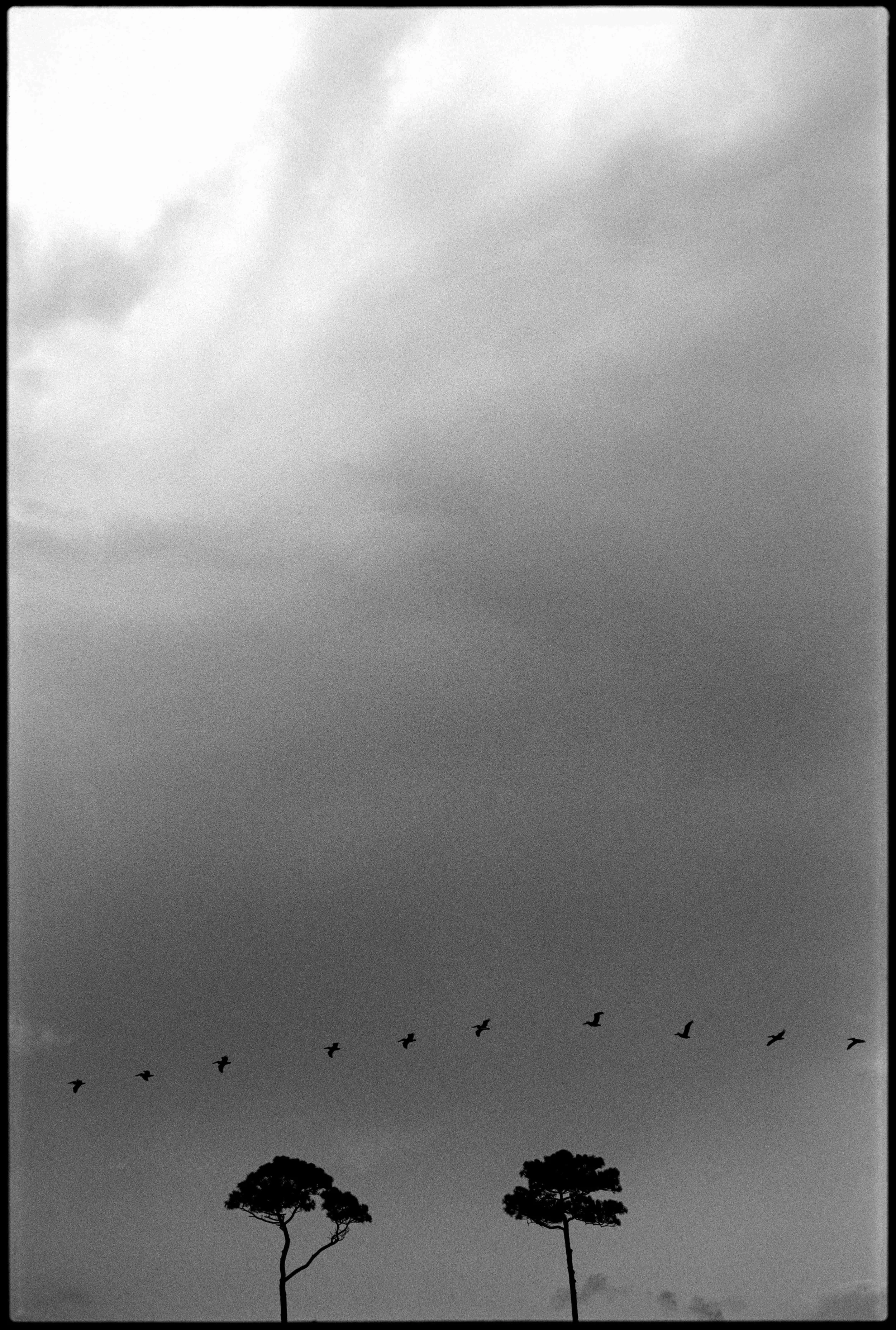 SC / Nikon F2 / acros100 / 7.25.24