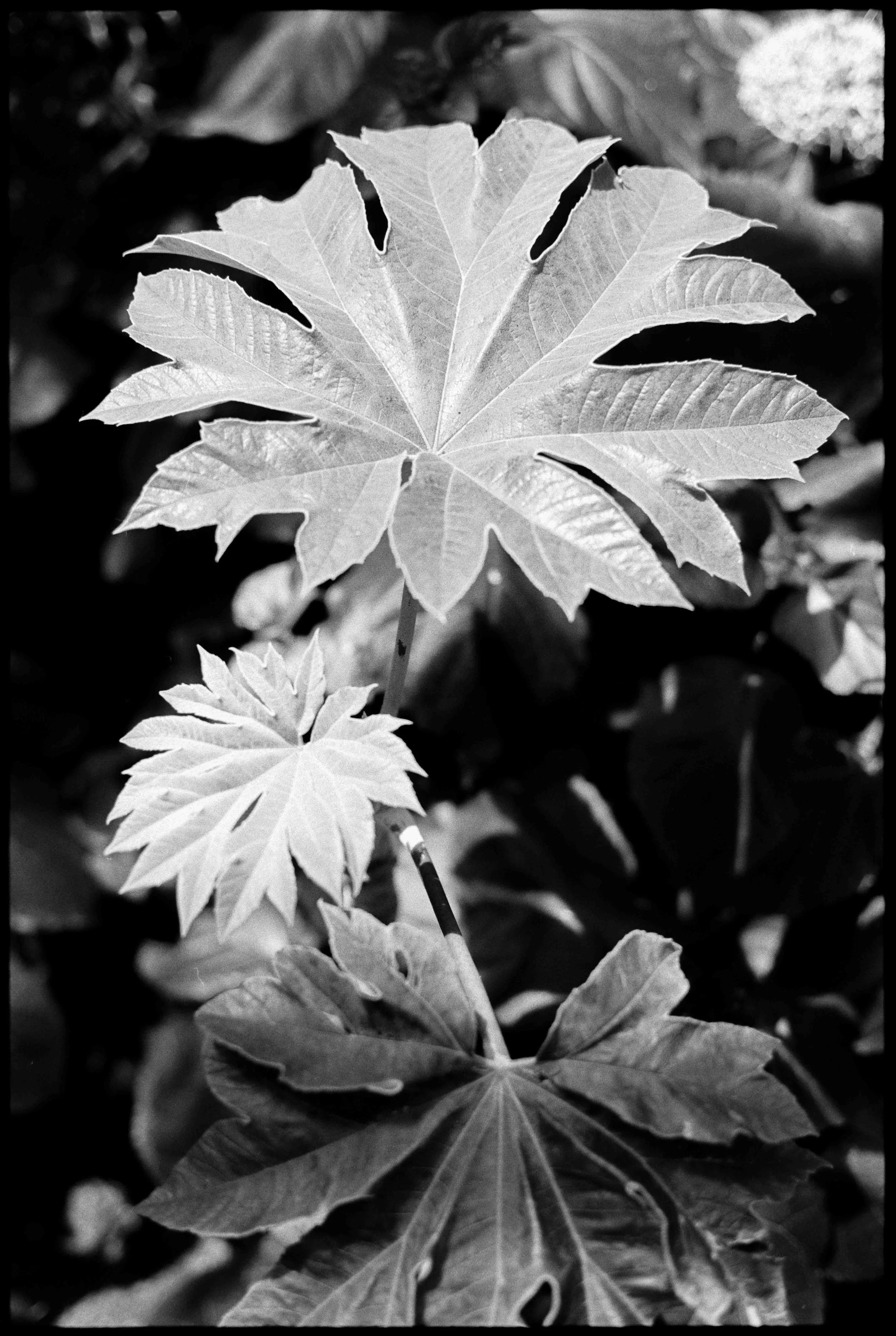 NY / Contax g1 / fp4+ / 6.25