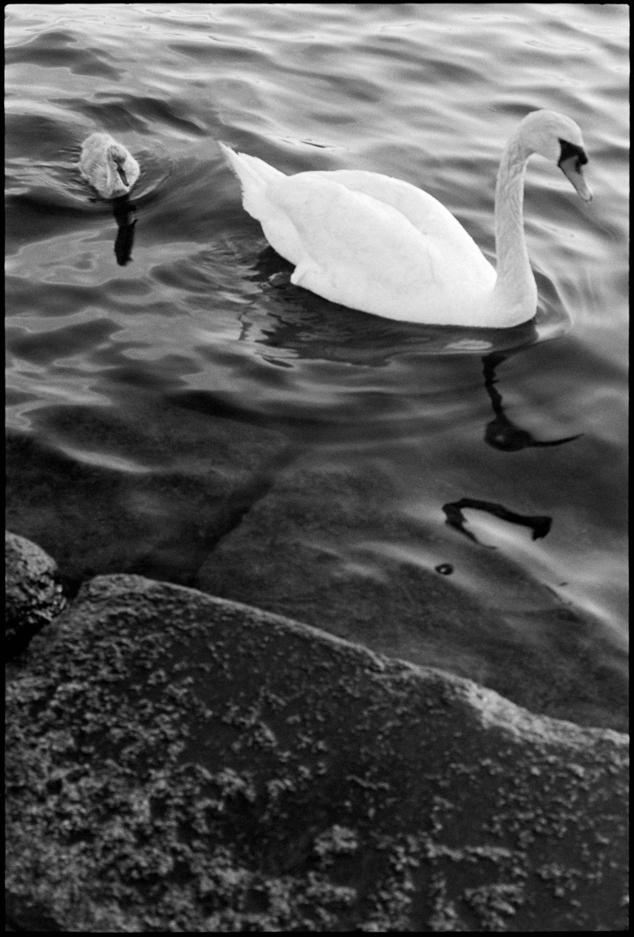 NO / Nikon F / fp4+ / 7.25