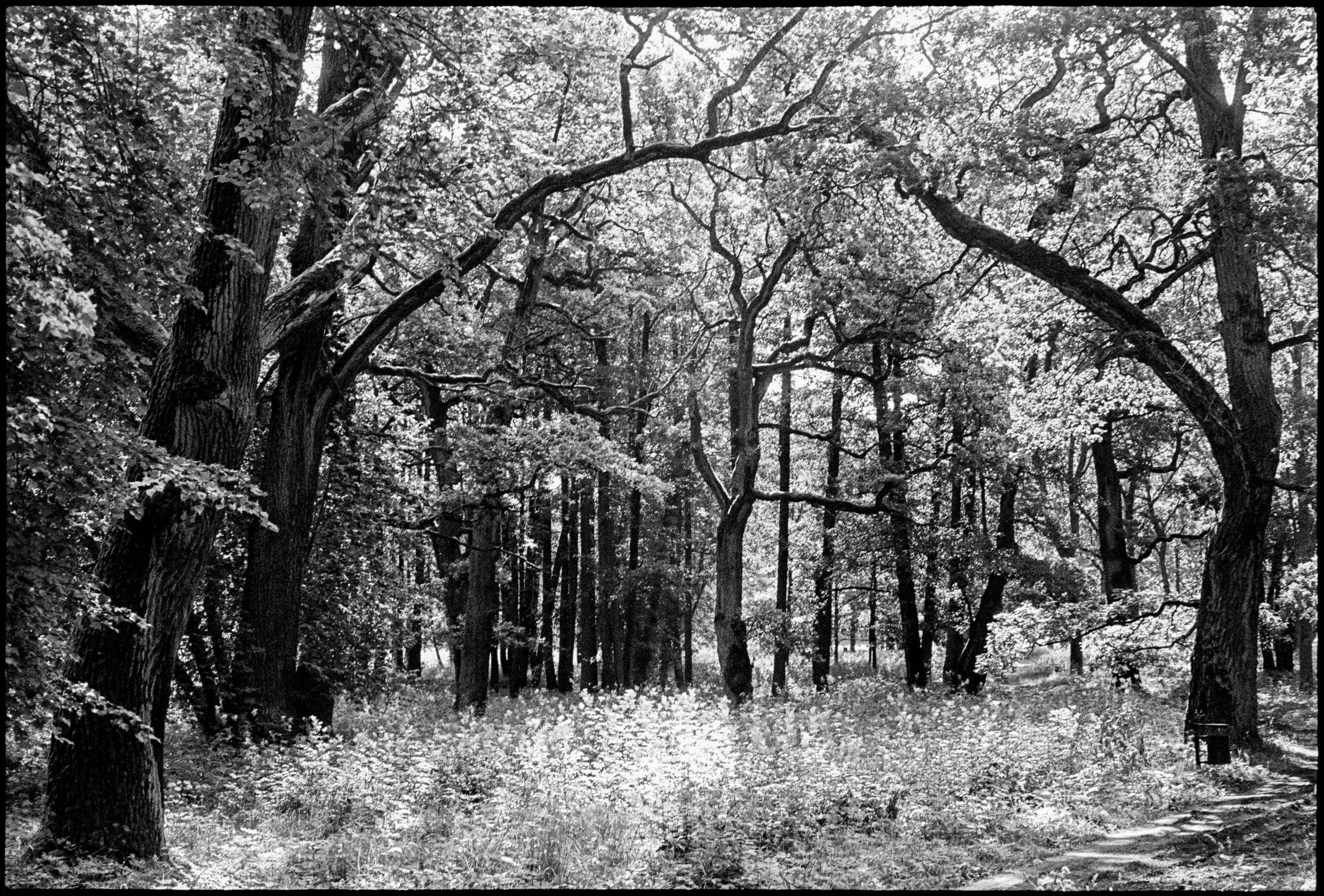 EE / Nikon F / trix400 / 7.25